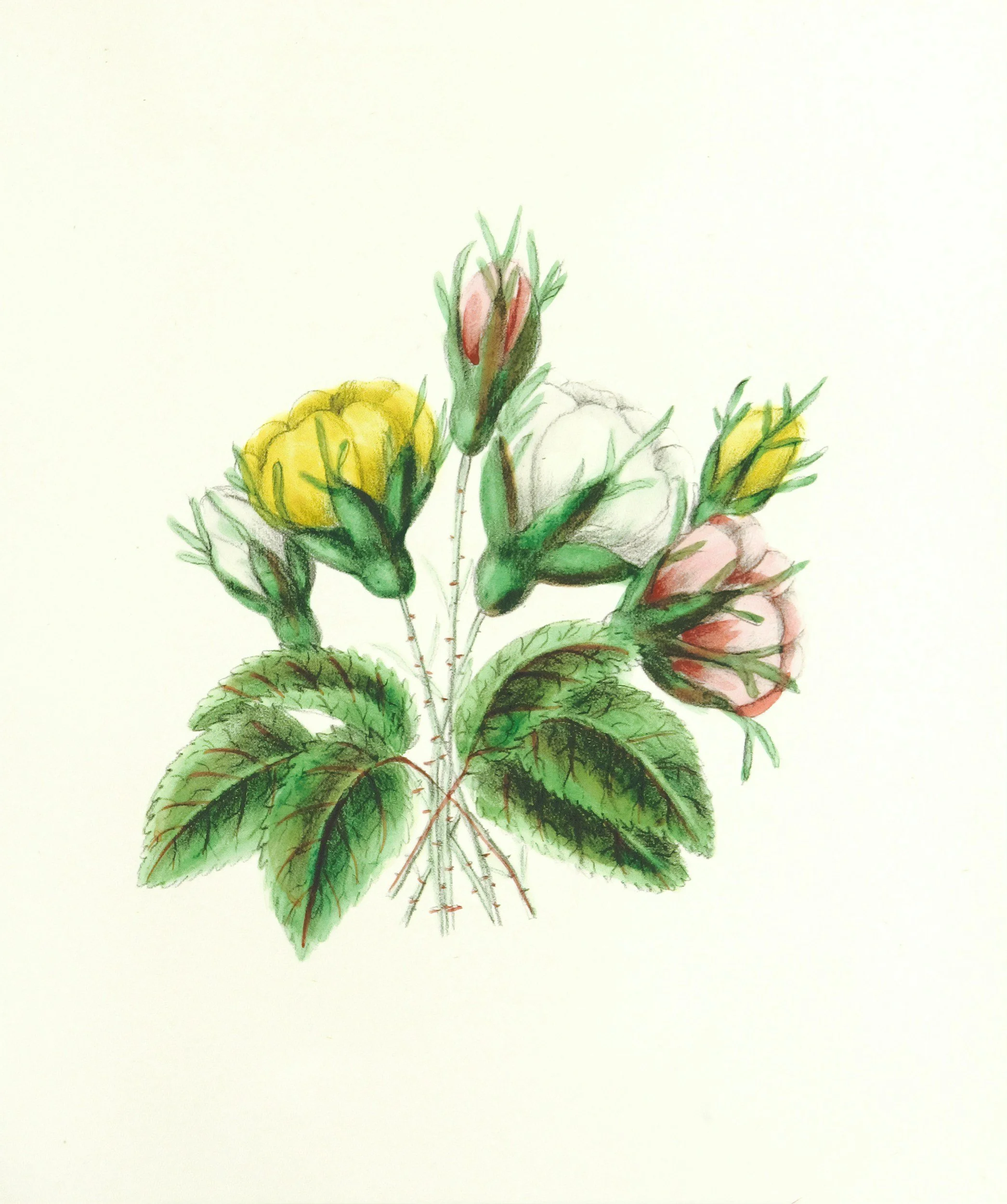 Colorful botanical illustration of a plant with green leaves and yellow and pink buds.