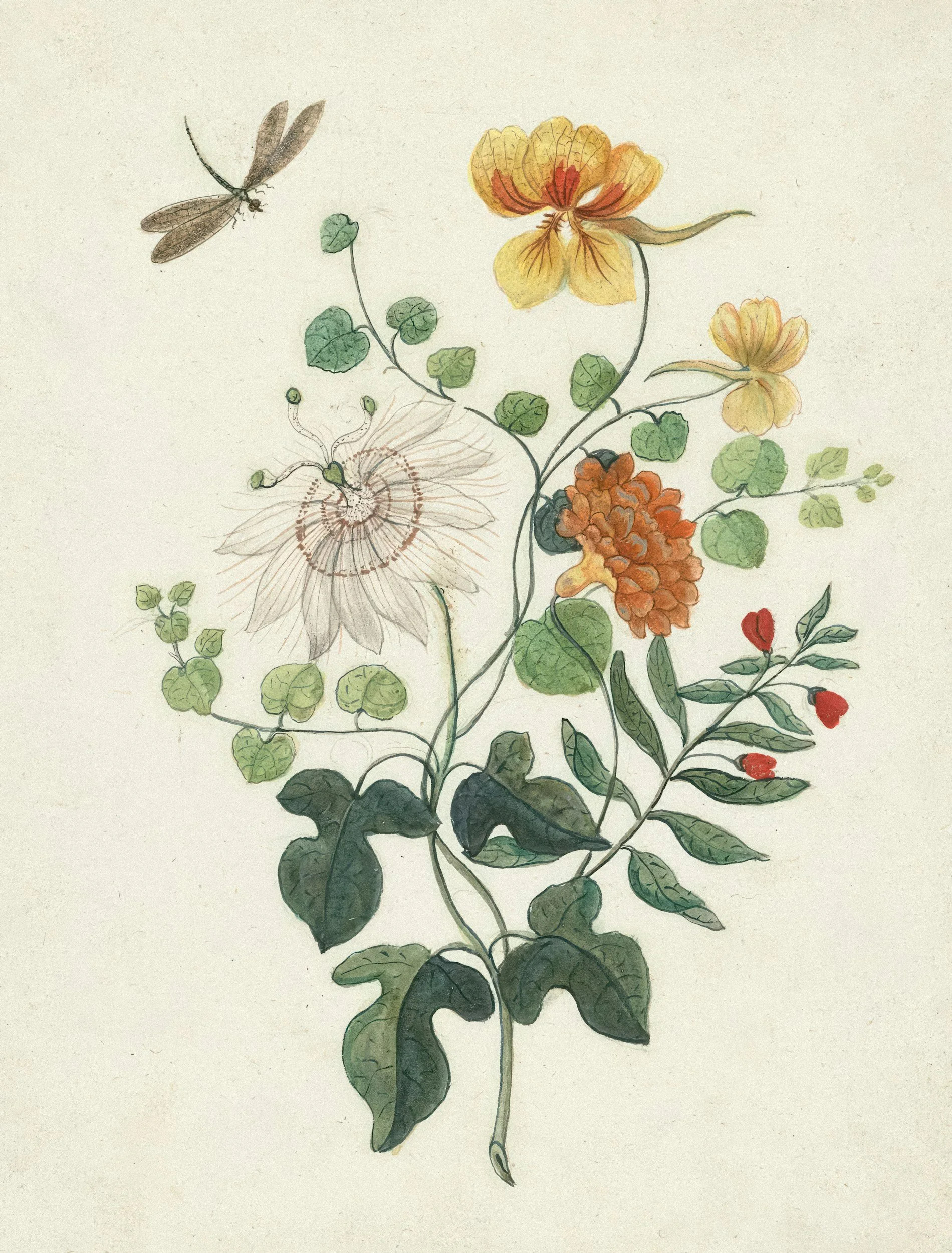 A botanical illustration featuring various flowers, leaves, and a small insect, with detailed linework and soft color.