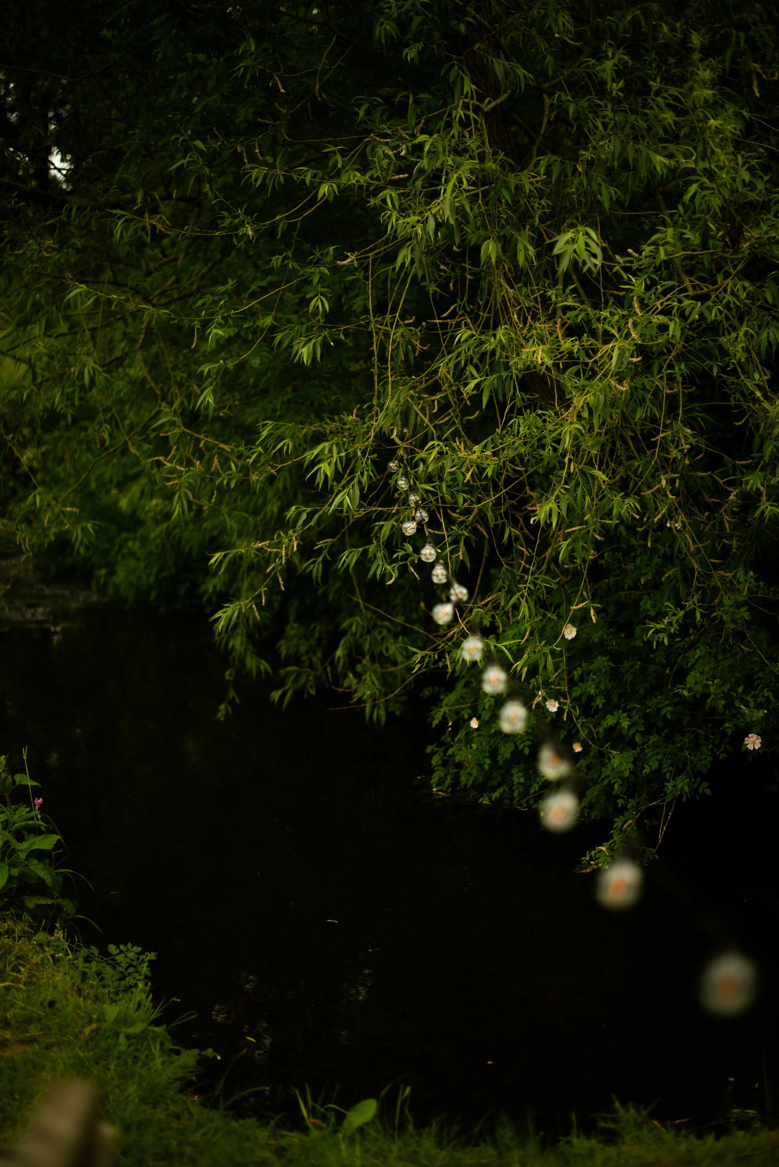 A lush green tree with a branch hanging over a dark body of water, with small white flowers dangling from the branch.