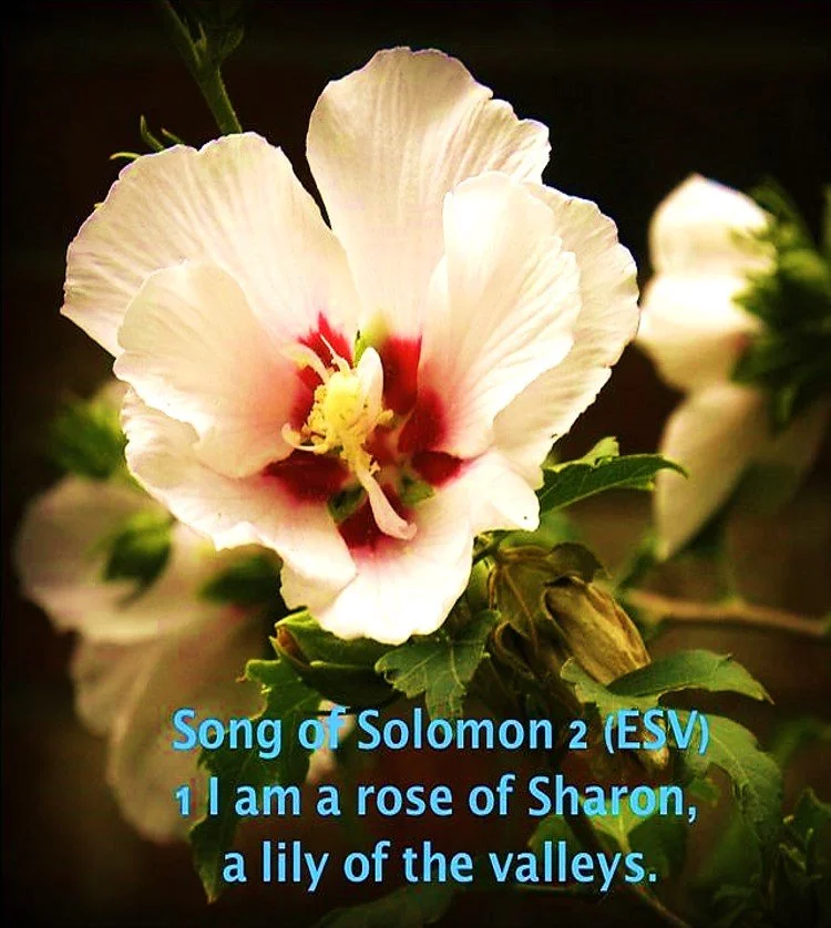 The Rose that Blooms in Every Valley