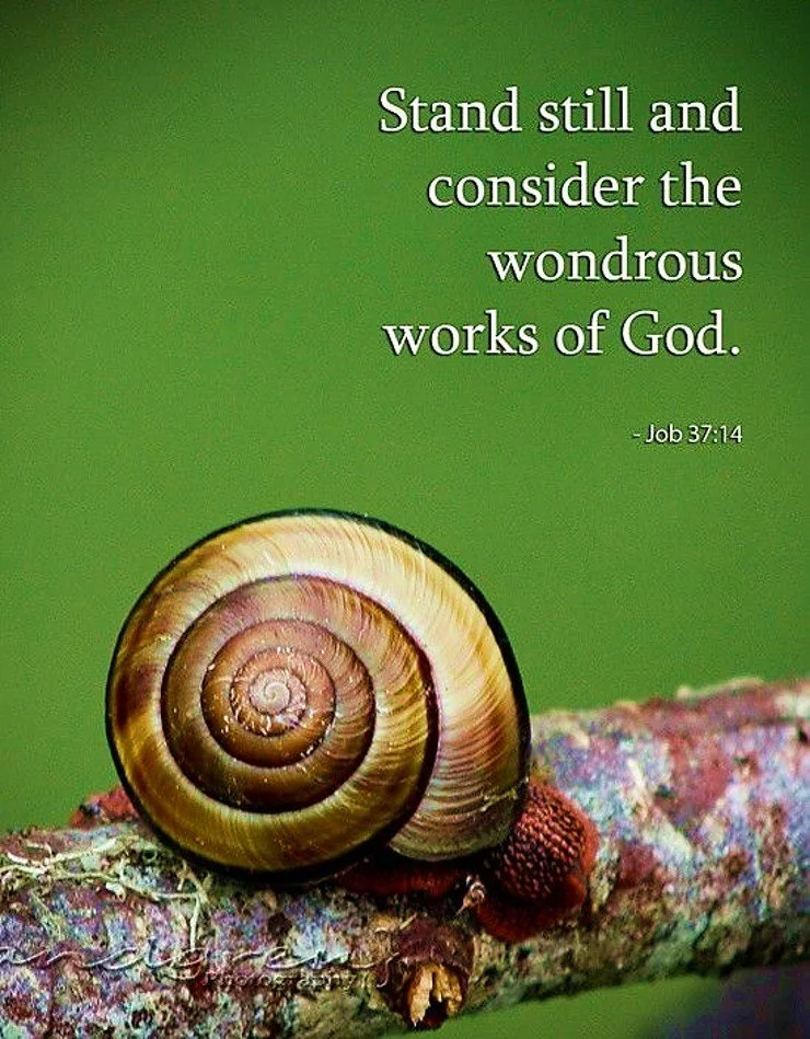Consider His Wonders