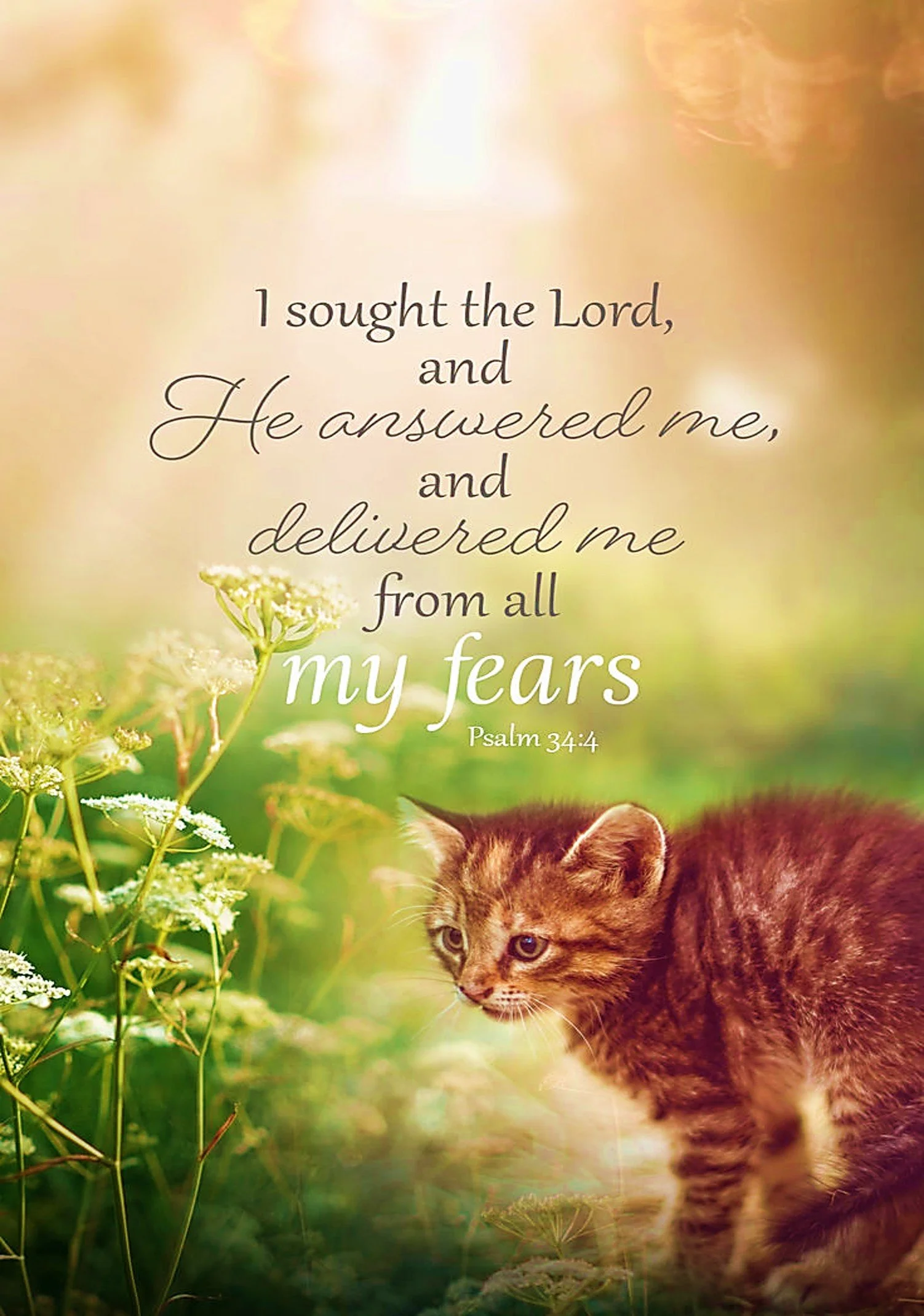 Thankful Hearts Find Peace