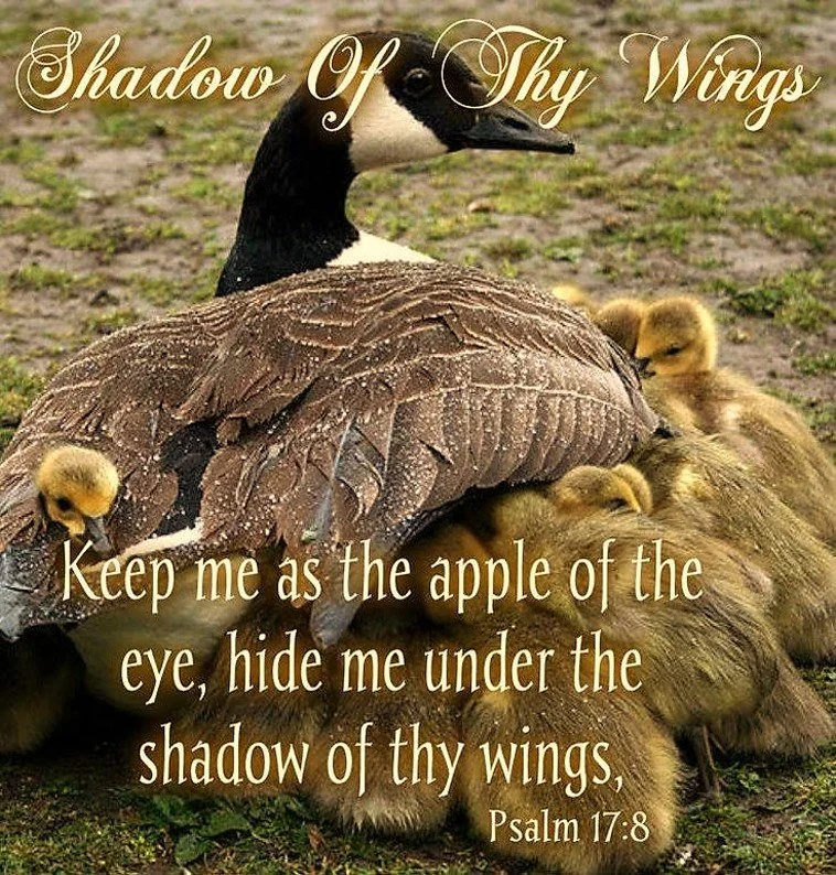 Shelter Under God’s Wings