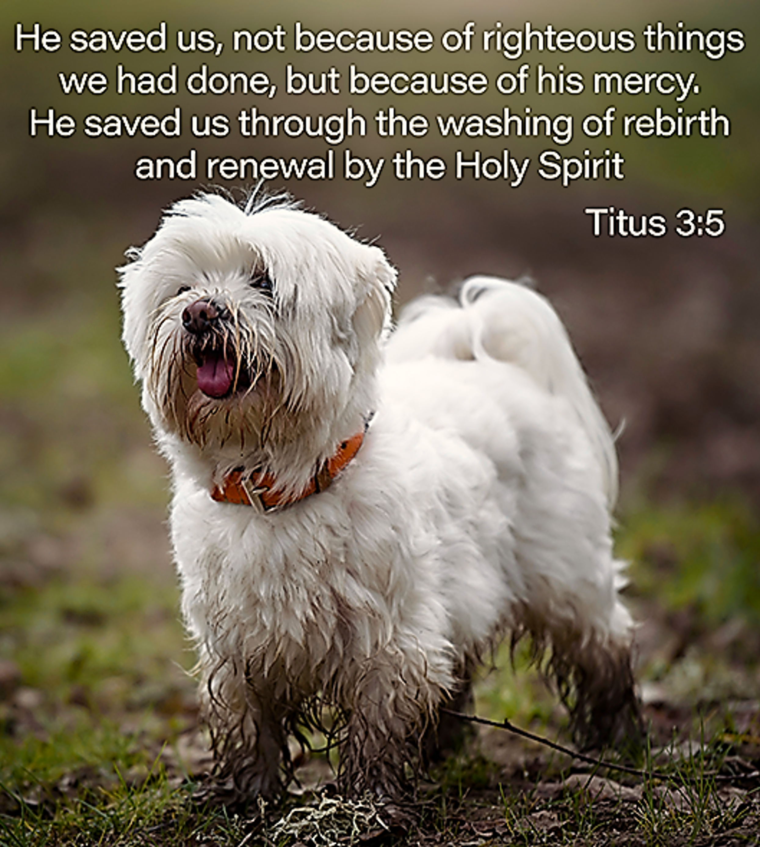 Renewed by Mercy