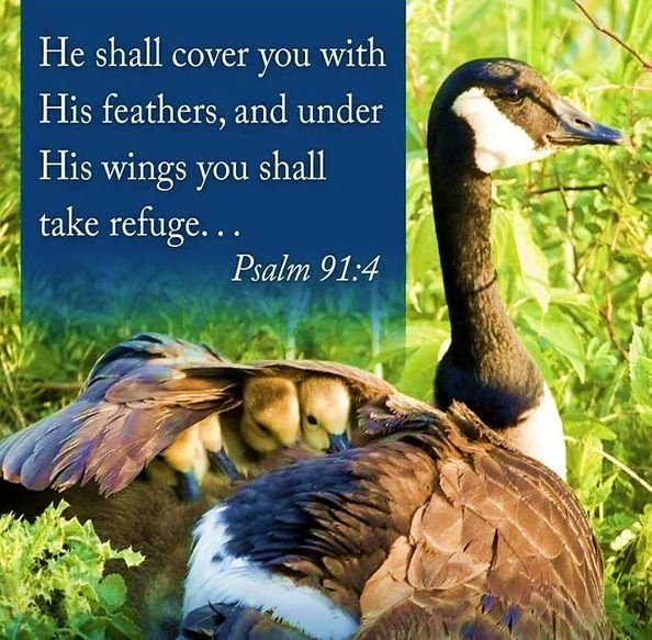 Safe Beneath His Wings