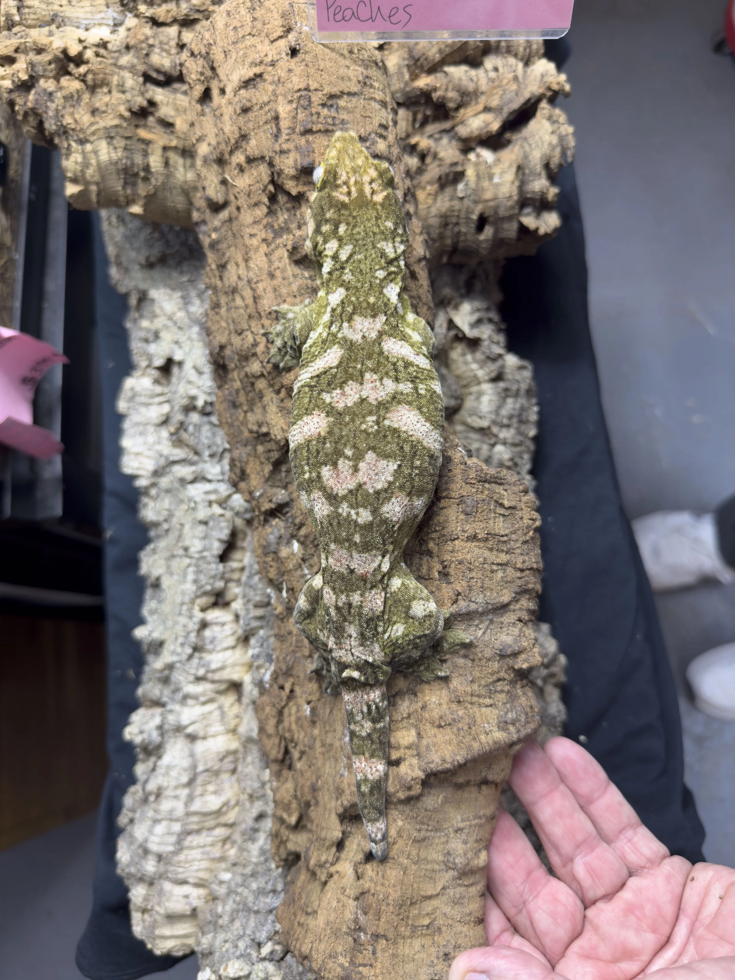 Peaches Leachie Gecko.jpg