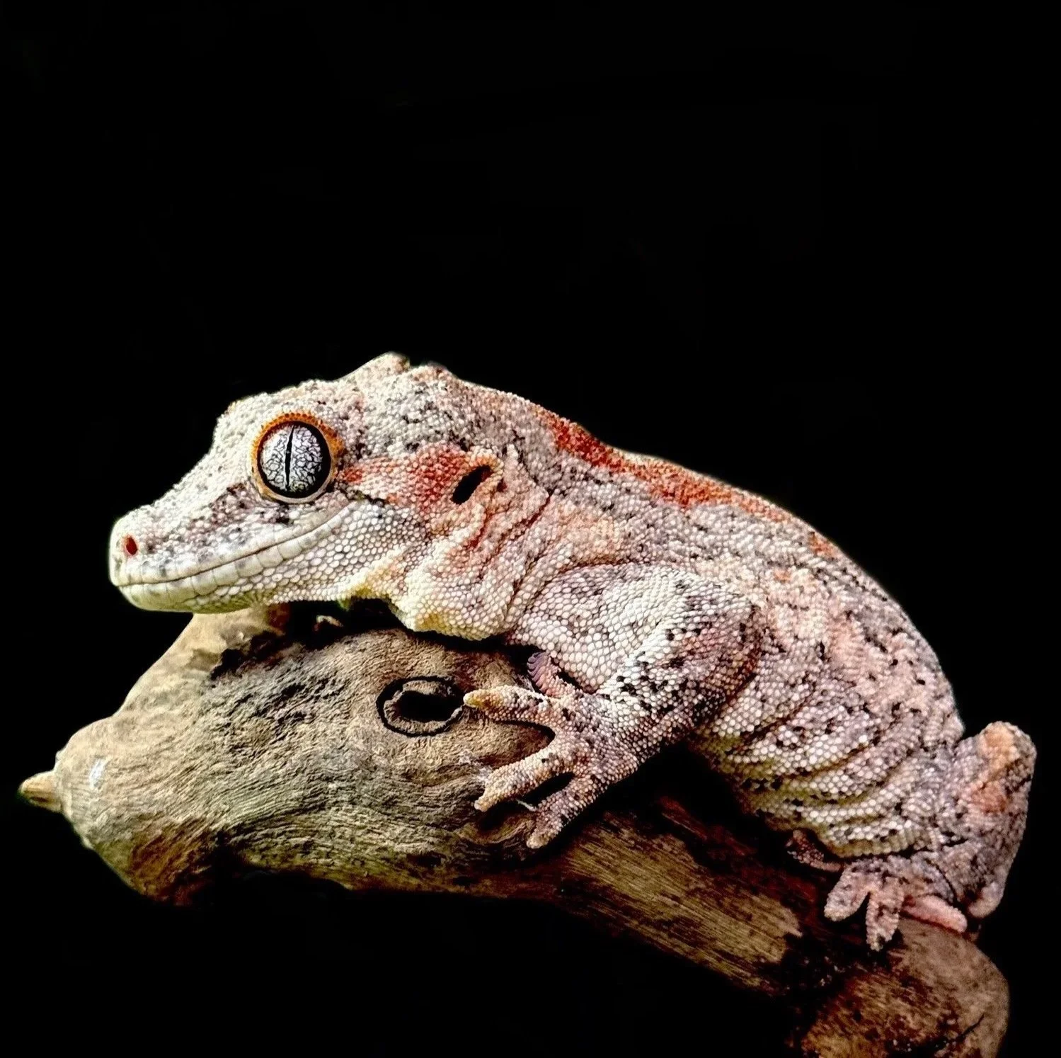 Close-up of a gecko lizard resting on a piece of wood against a black background.