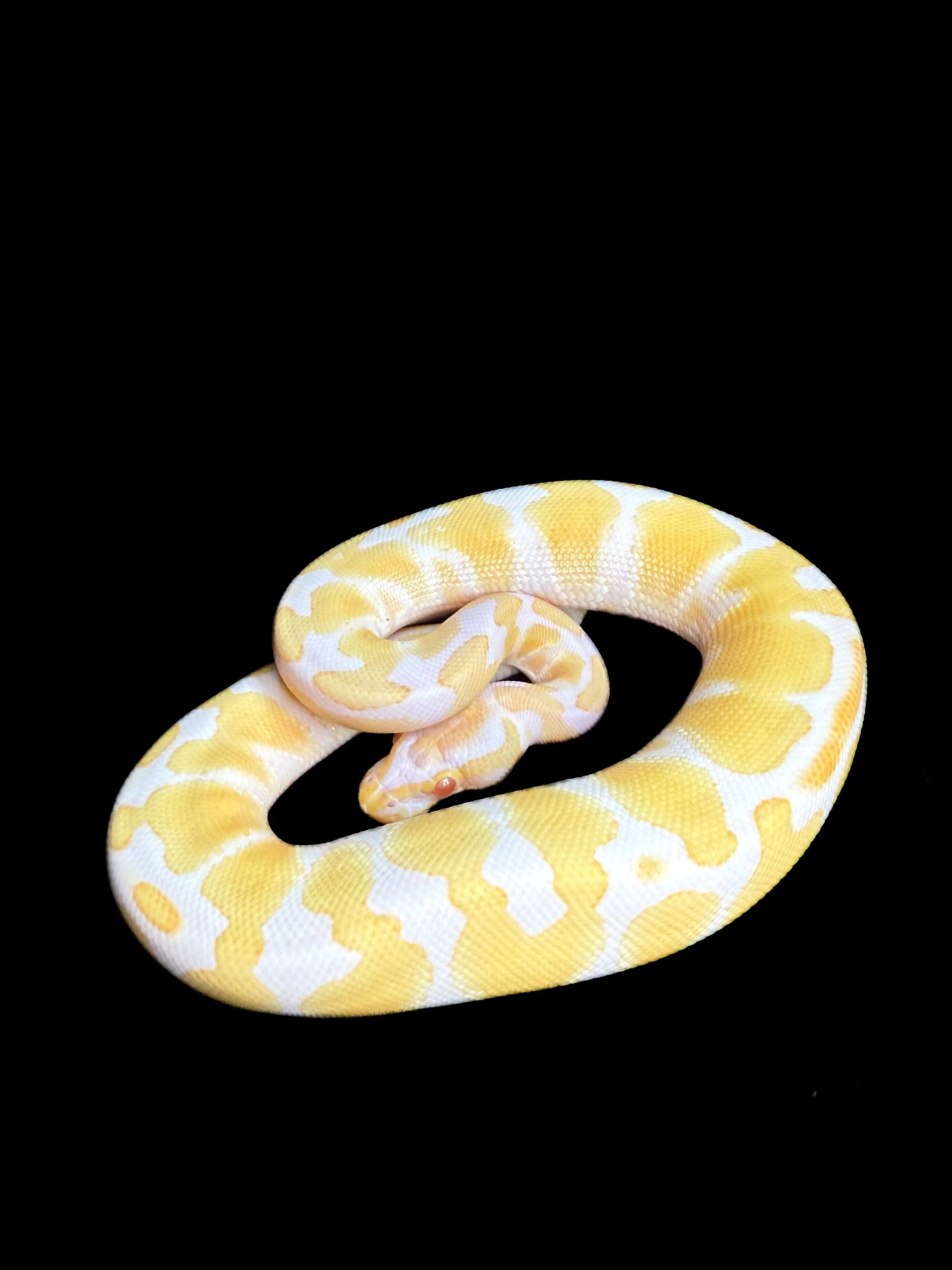Albino Ball Python