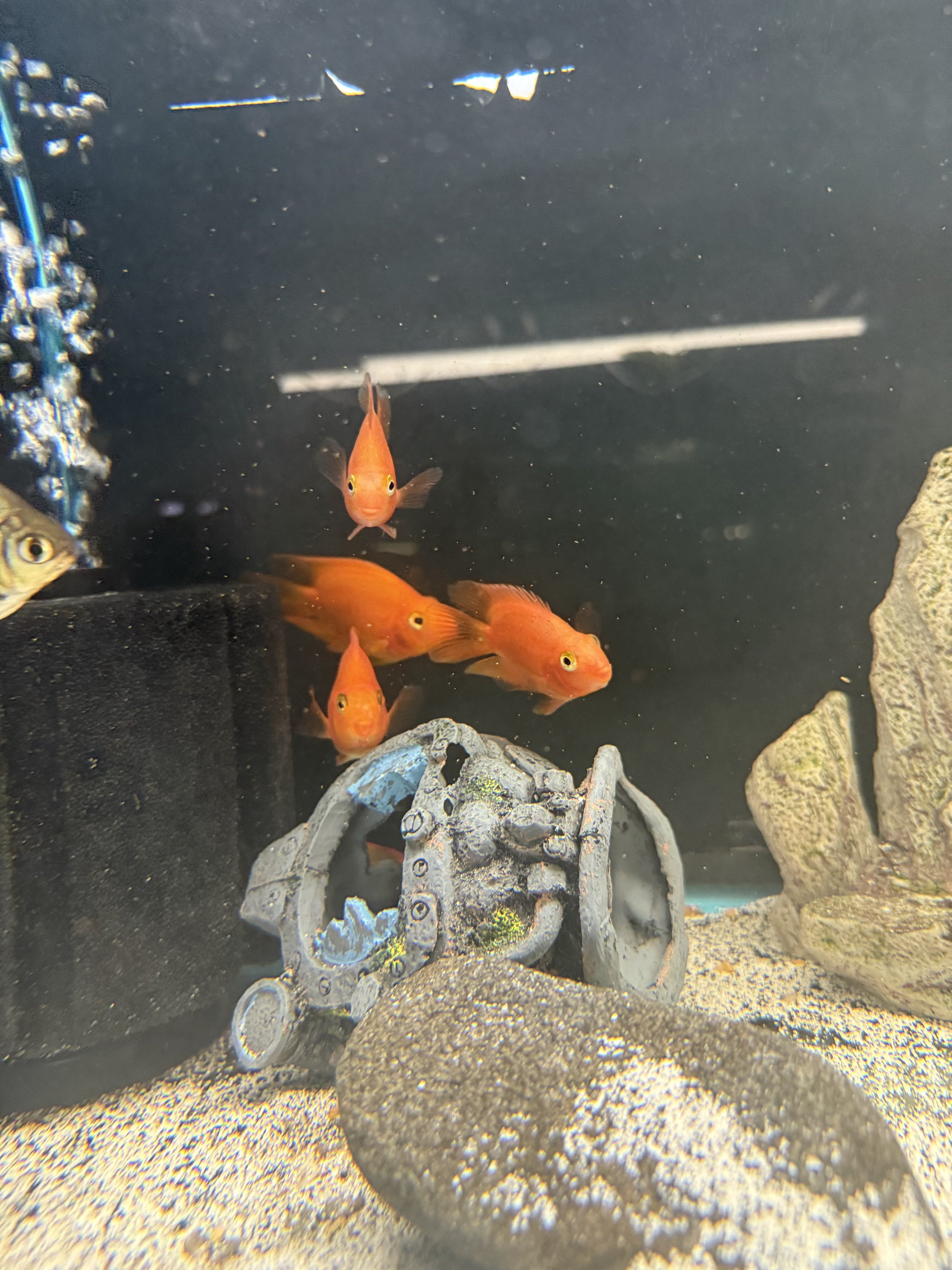 Small Red Parrot Fish