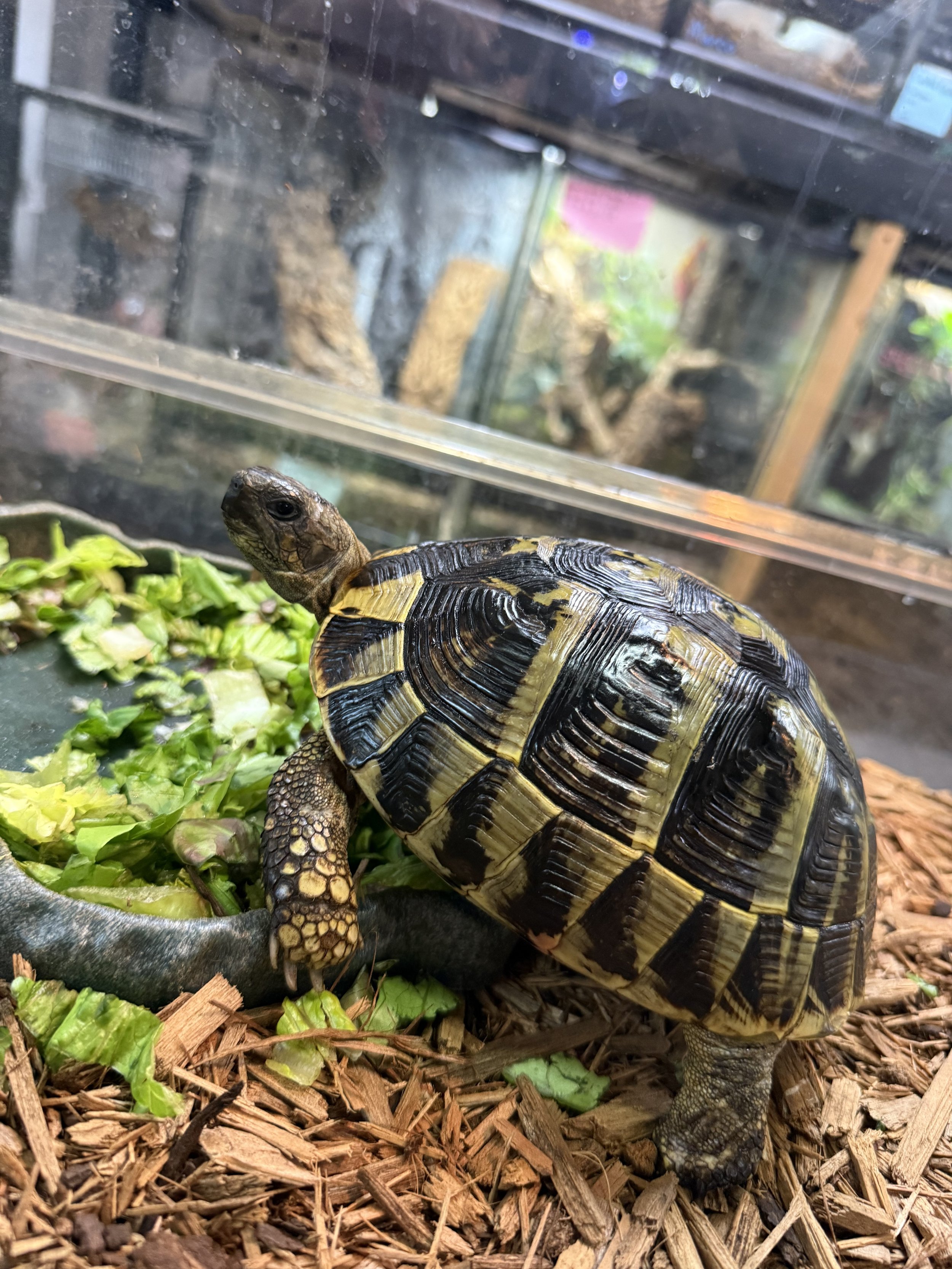 Female Hermans tortoise 1.jpg