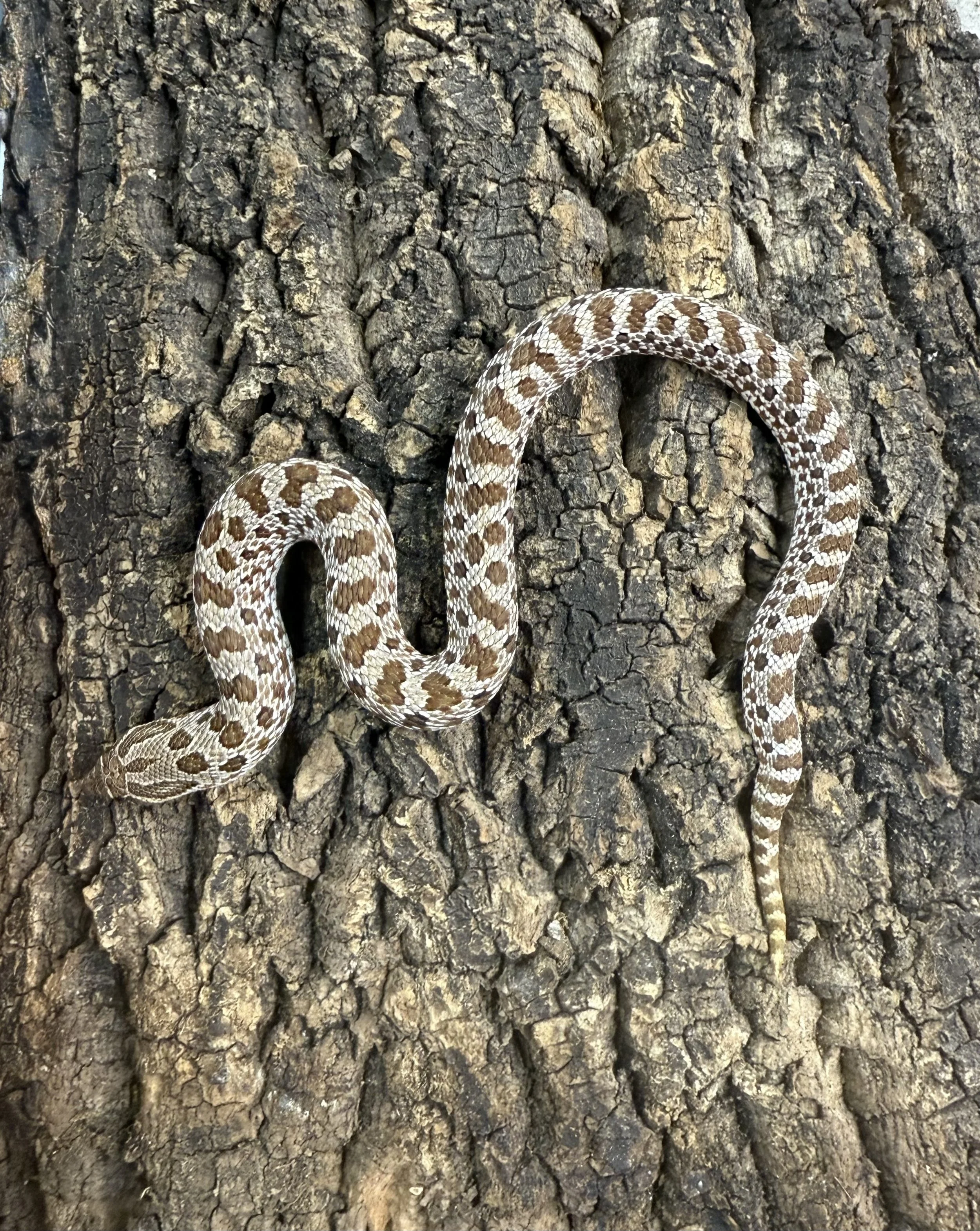 Western Hognose 1.jpg