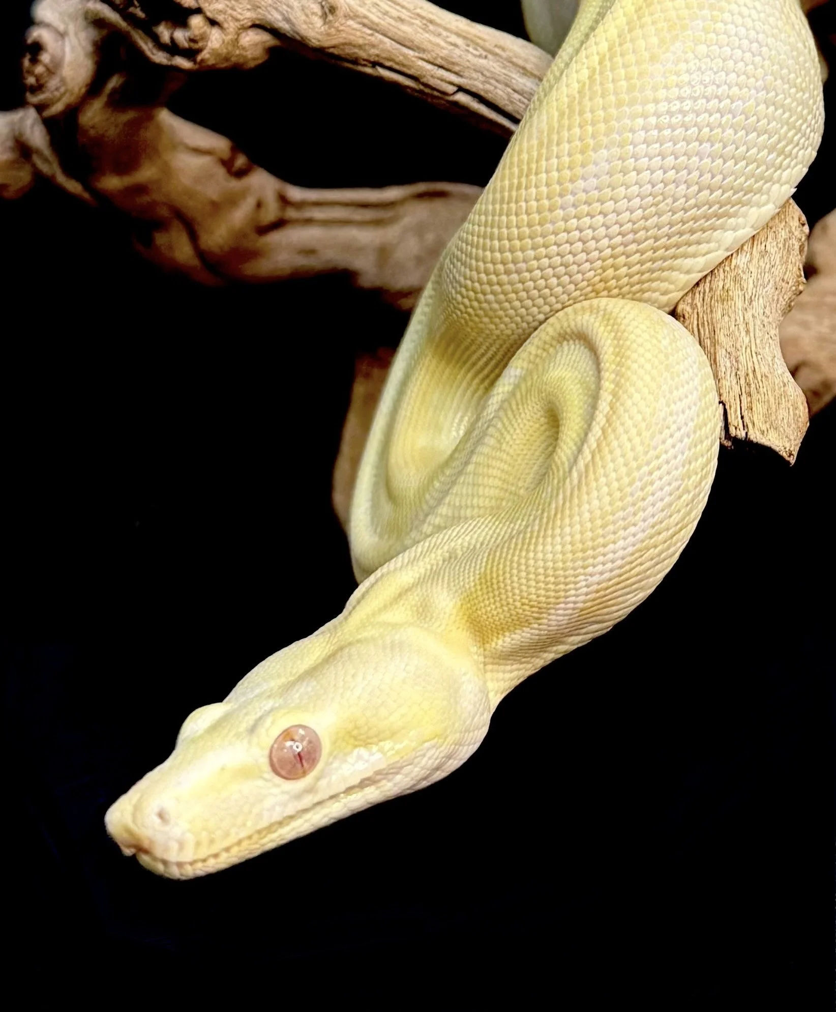 A yellow albino Burmese python coiled around a piece of wood.
