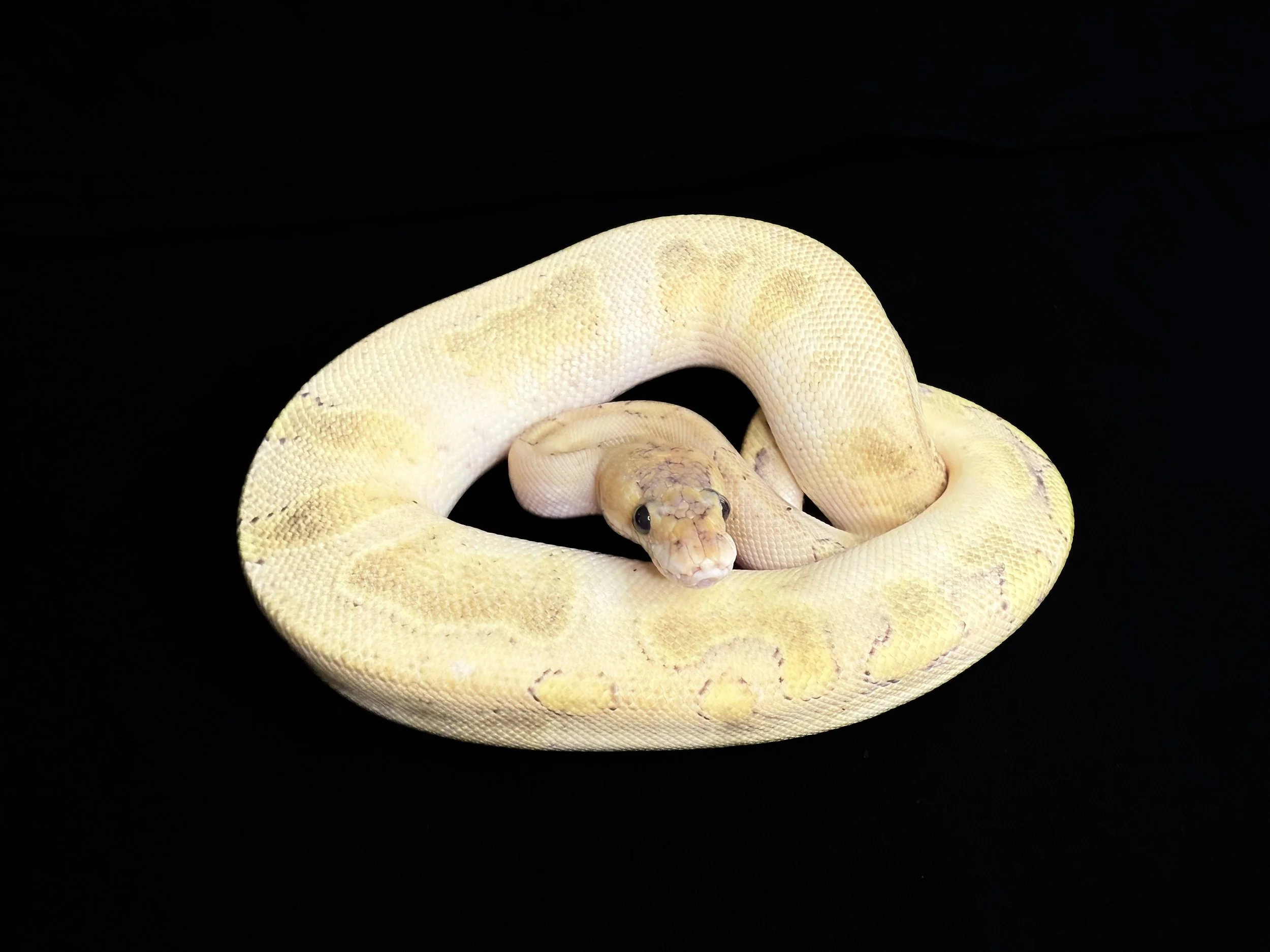 Champagne x Enchi x Orange Dream x Vanilla Ball Python
