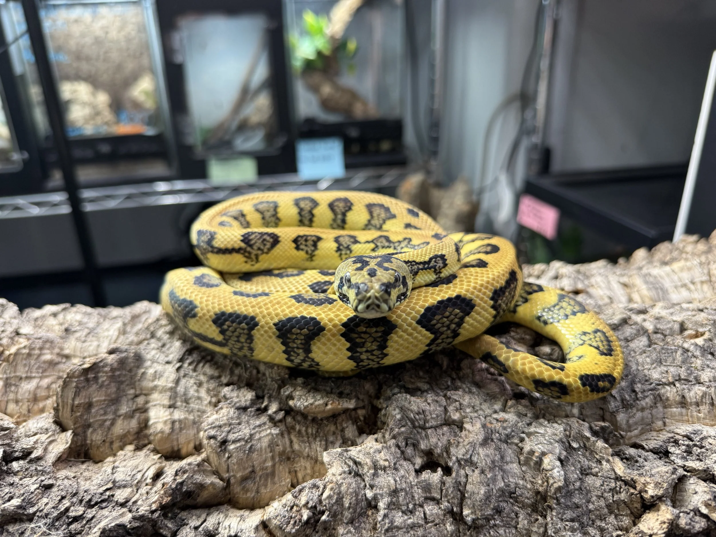 Savannah Carpet Python 2.jpg