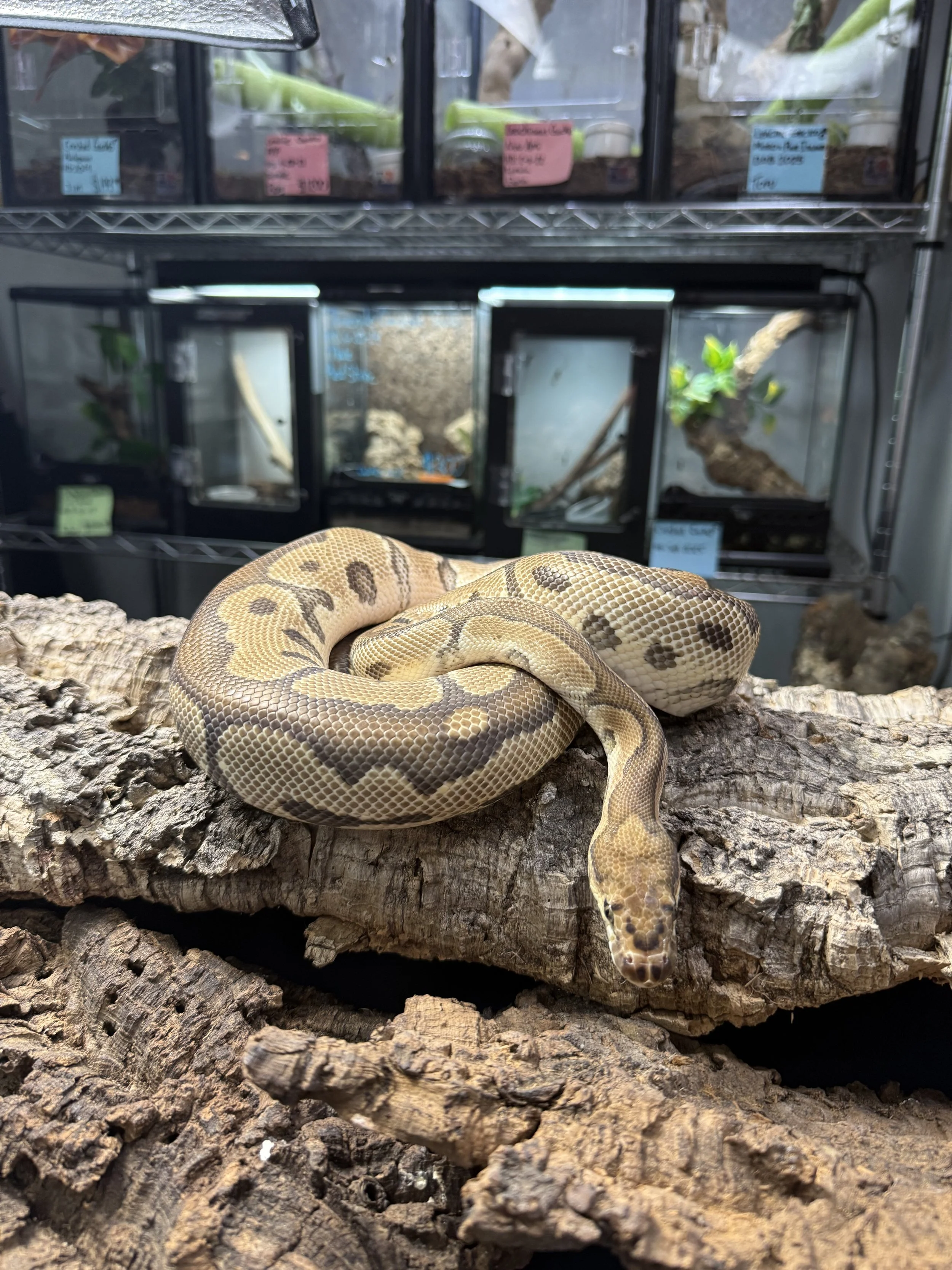 Hypnos Ball Python.jpg