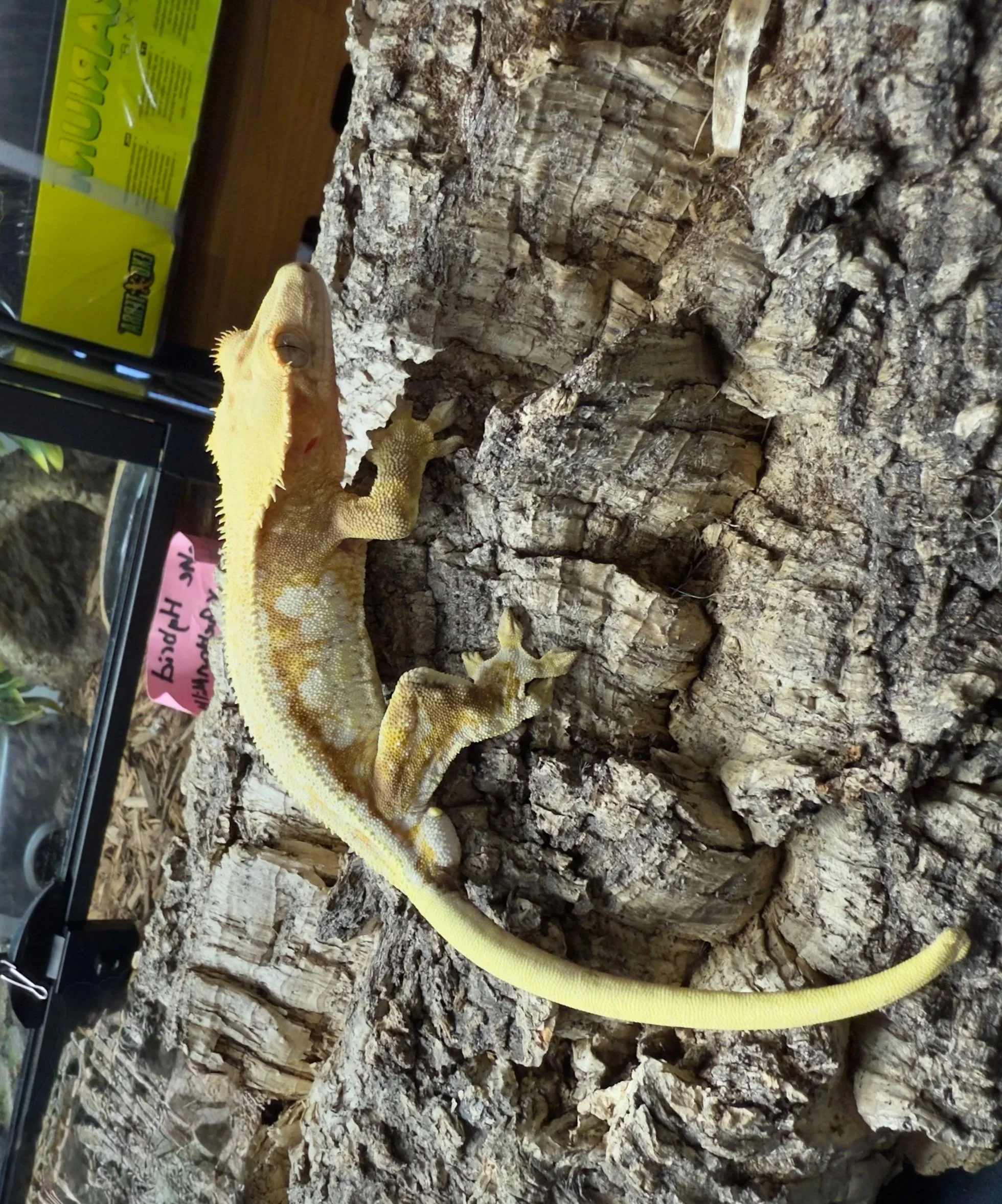 Lemon-Squeeze+Crested+Gecko+2.jpg