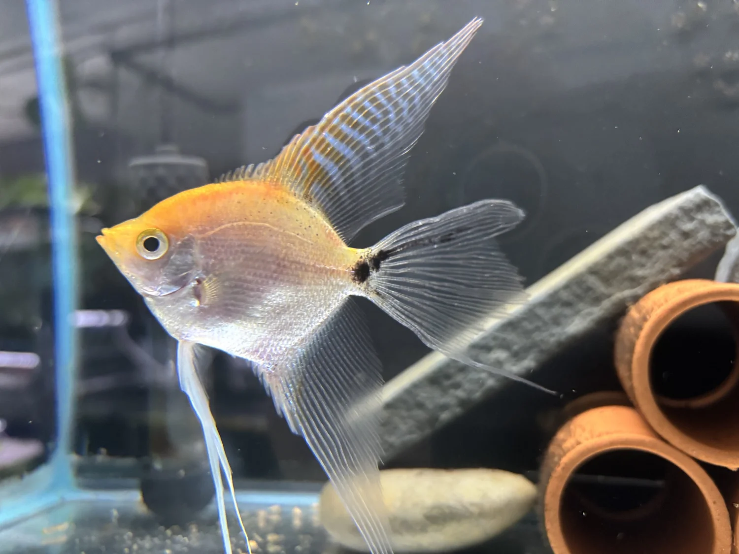 Reptiles and Aquatics for Sale in New York | A&R Reptiles and Aquariums