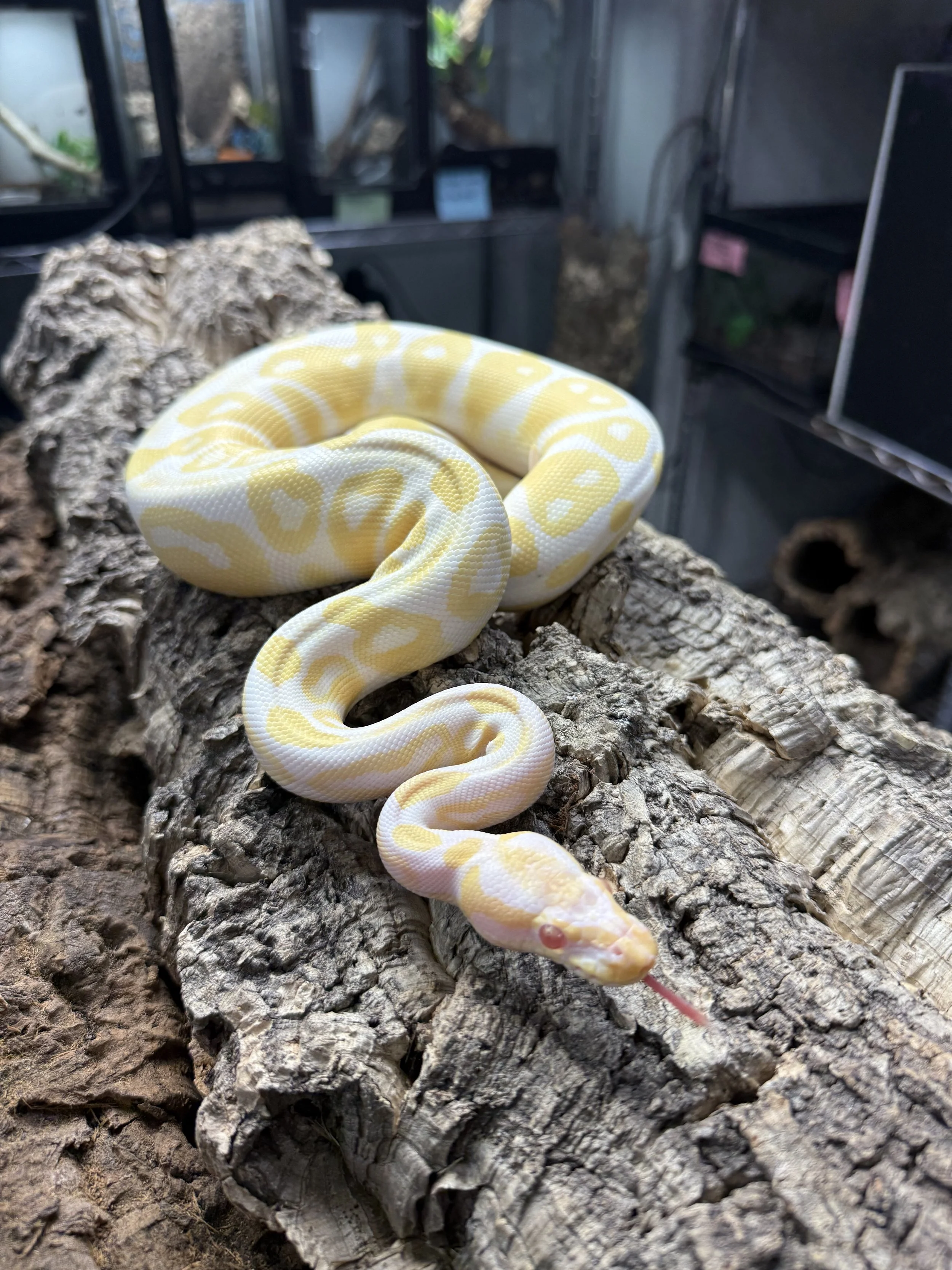 Sherbert Ball Python 2.jpg