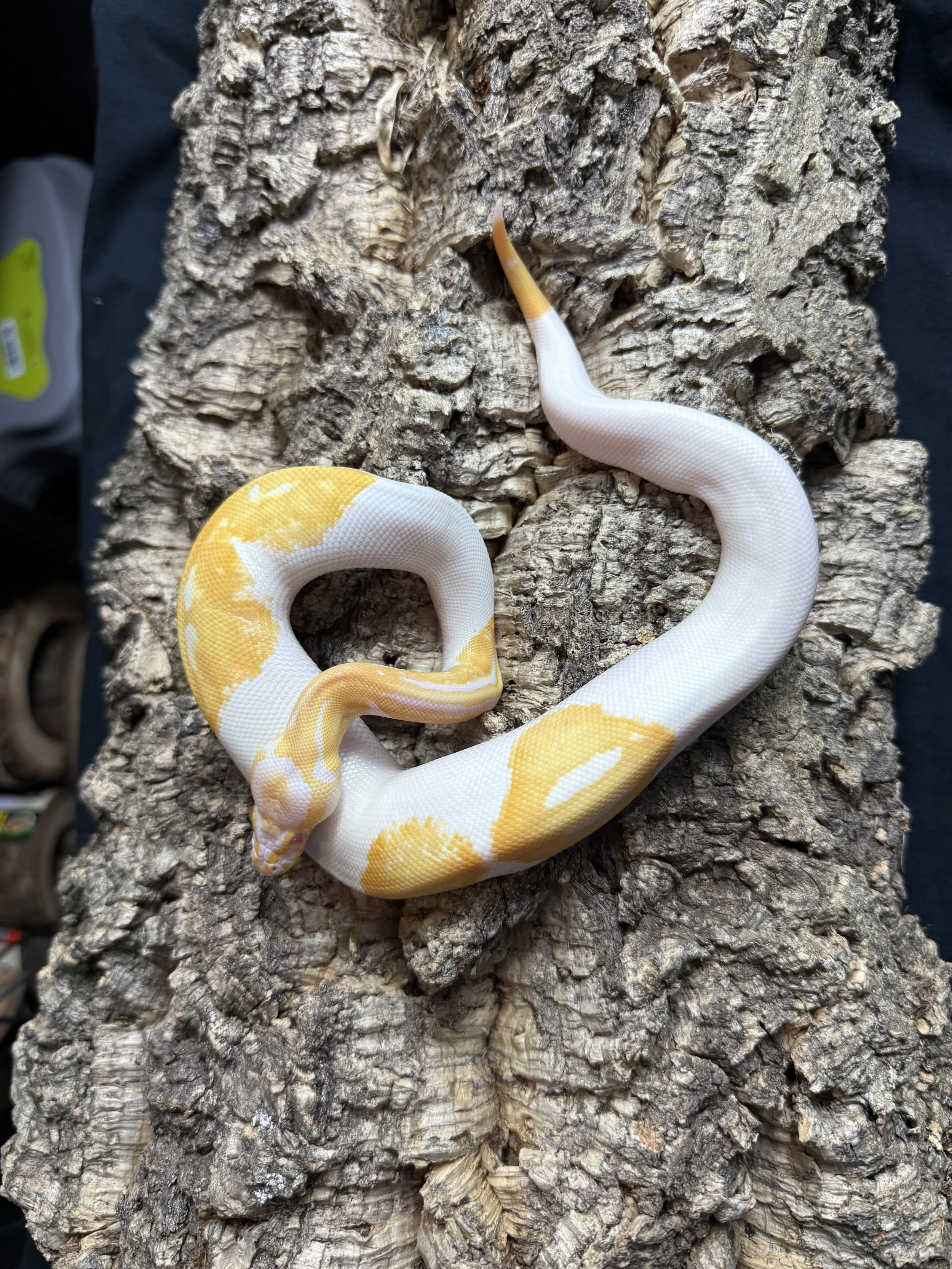 Sical Ball Python 2.jpg