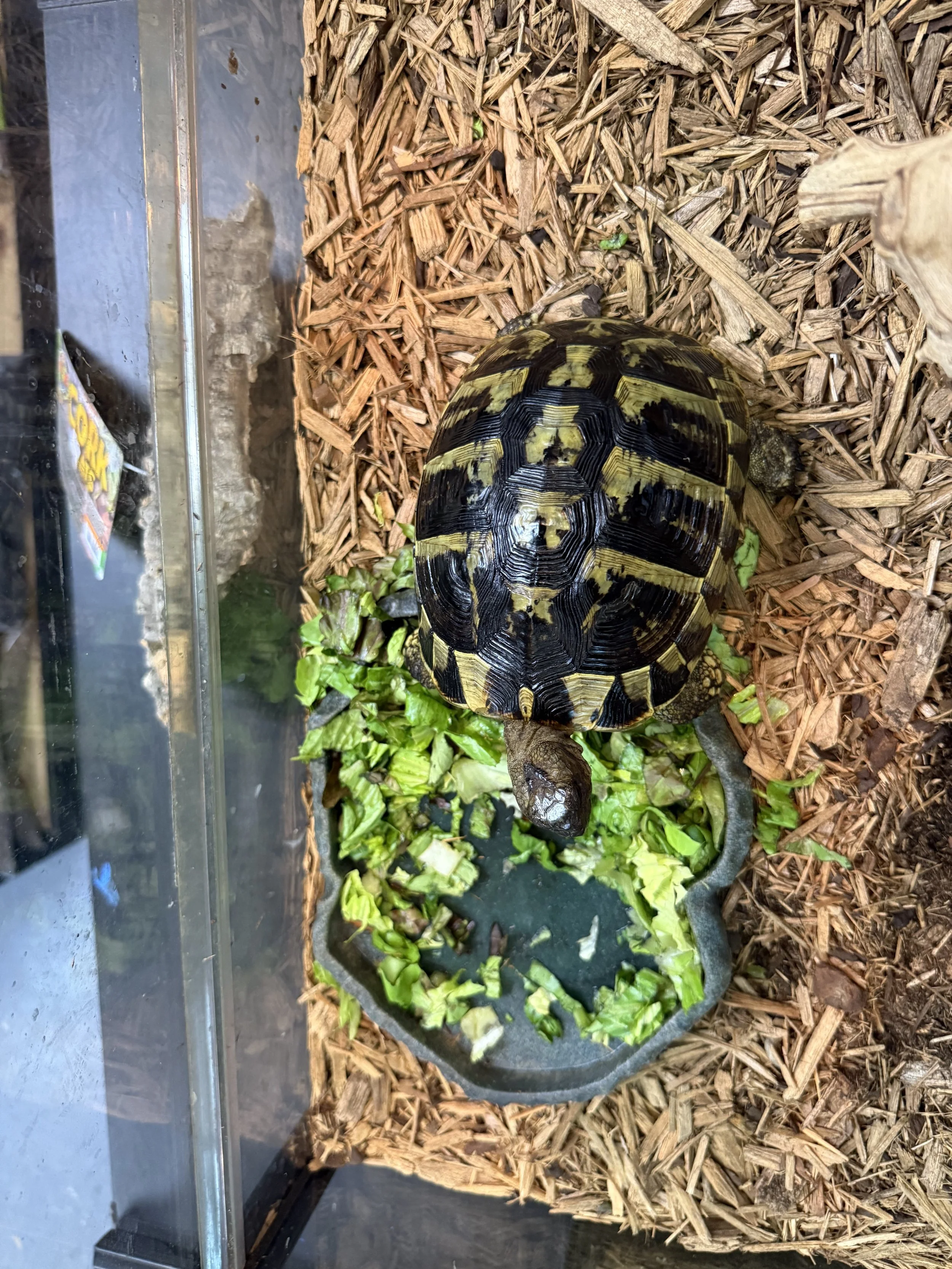 Female Hermans Tortoise 2.jpg