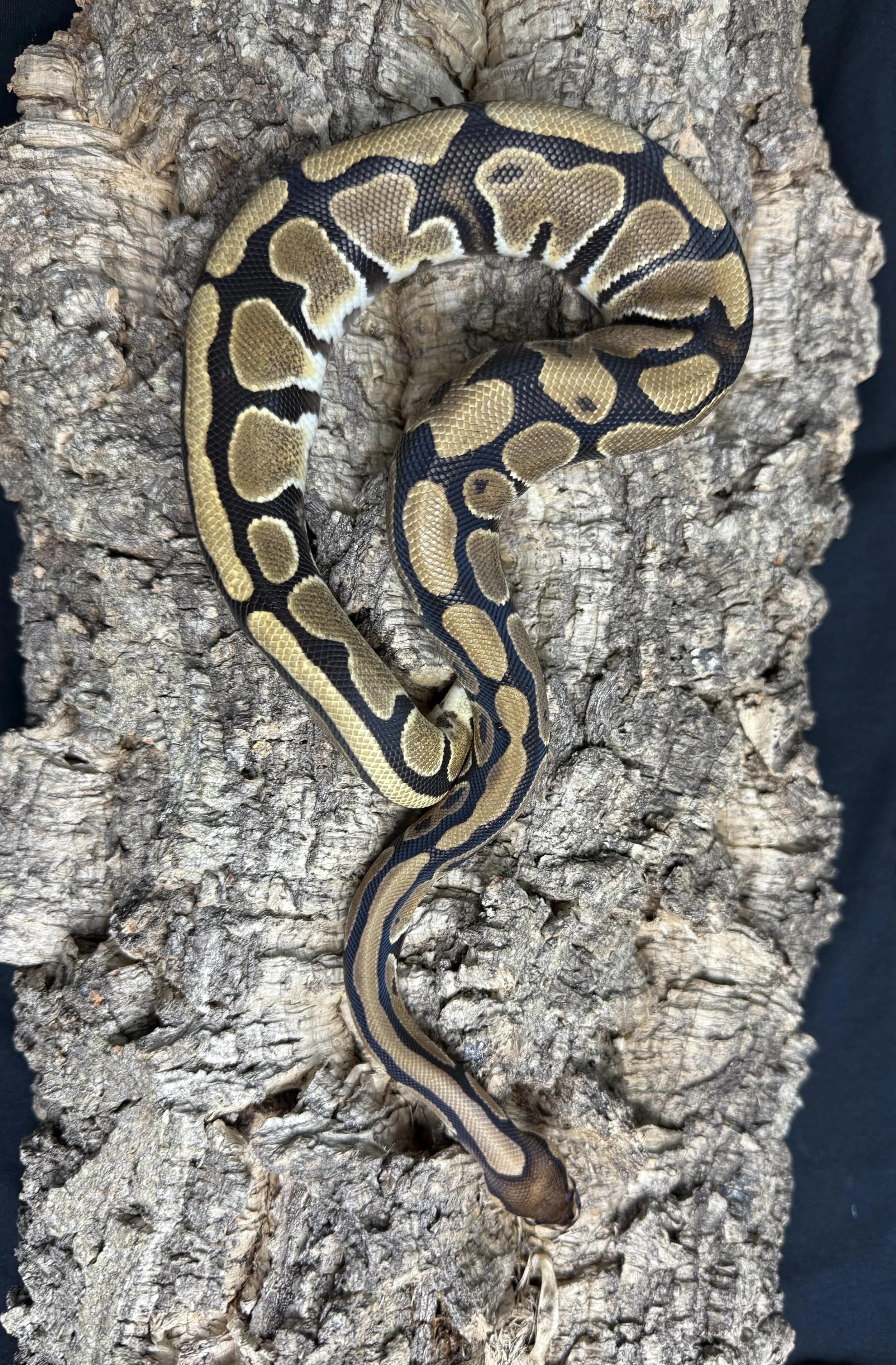 Inferno Ball Python.jpg