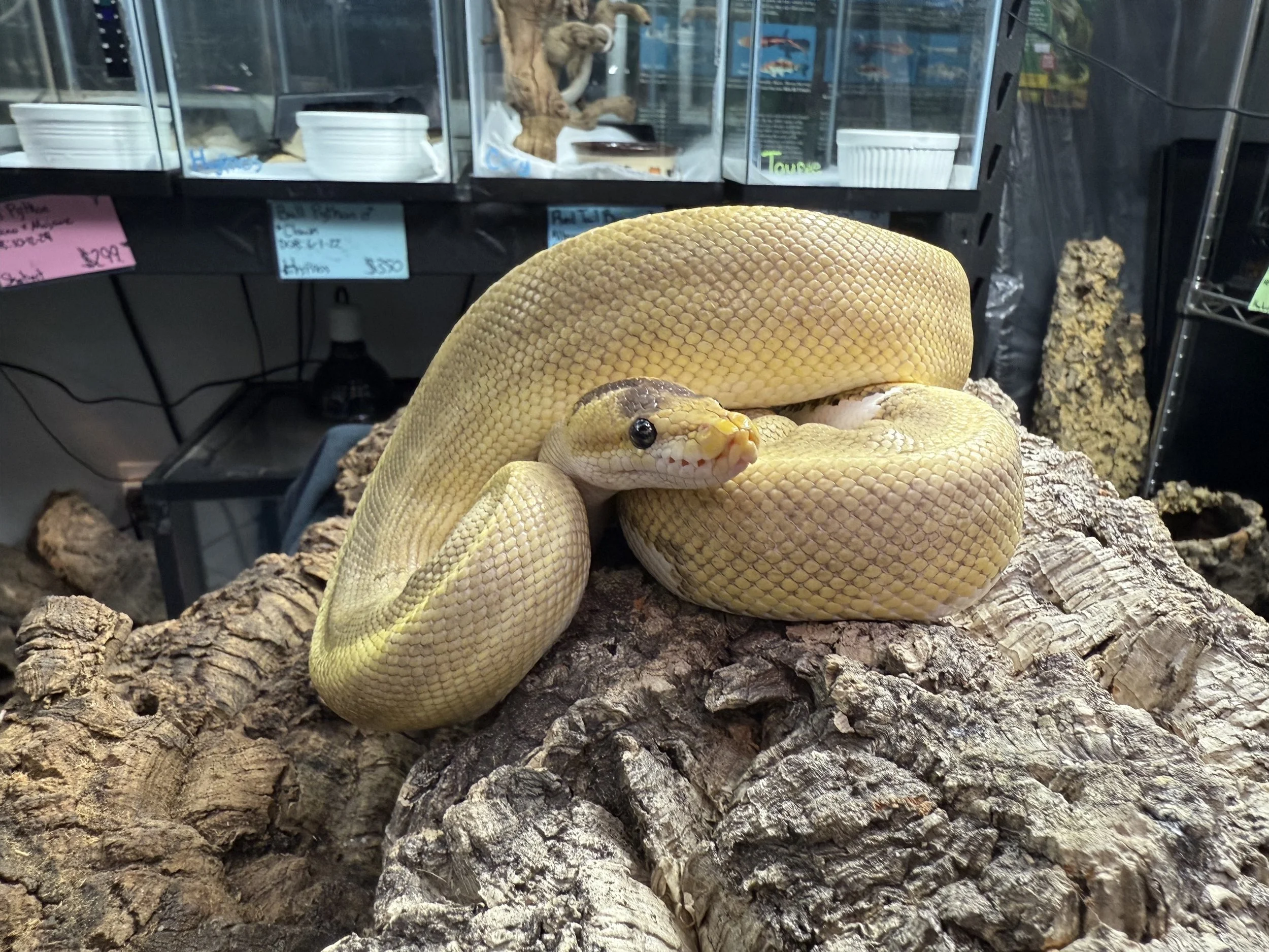 Toupee Ball Python.jpg