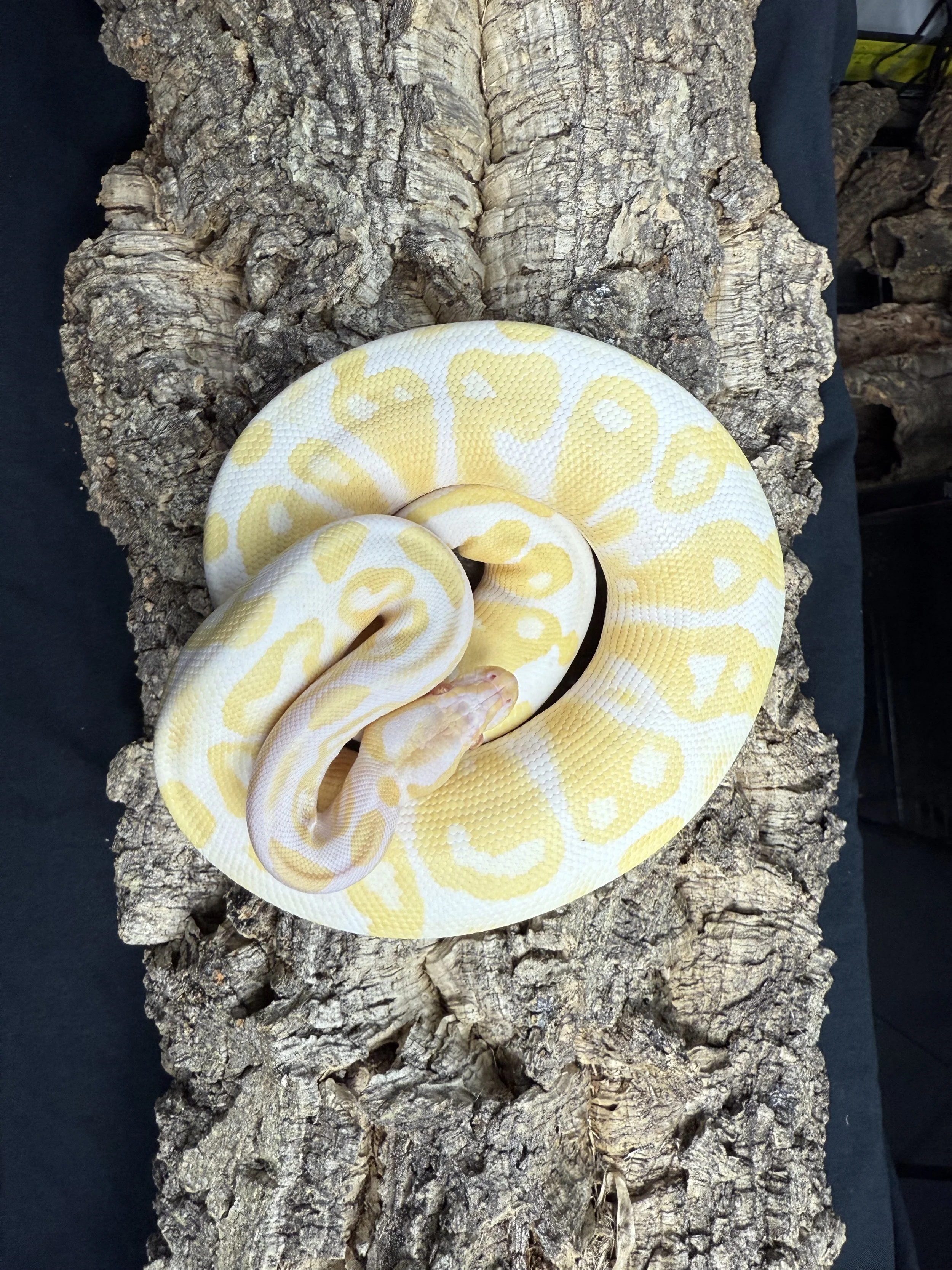 Sherbert Ball Python 3.jpg