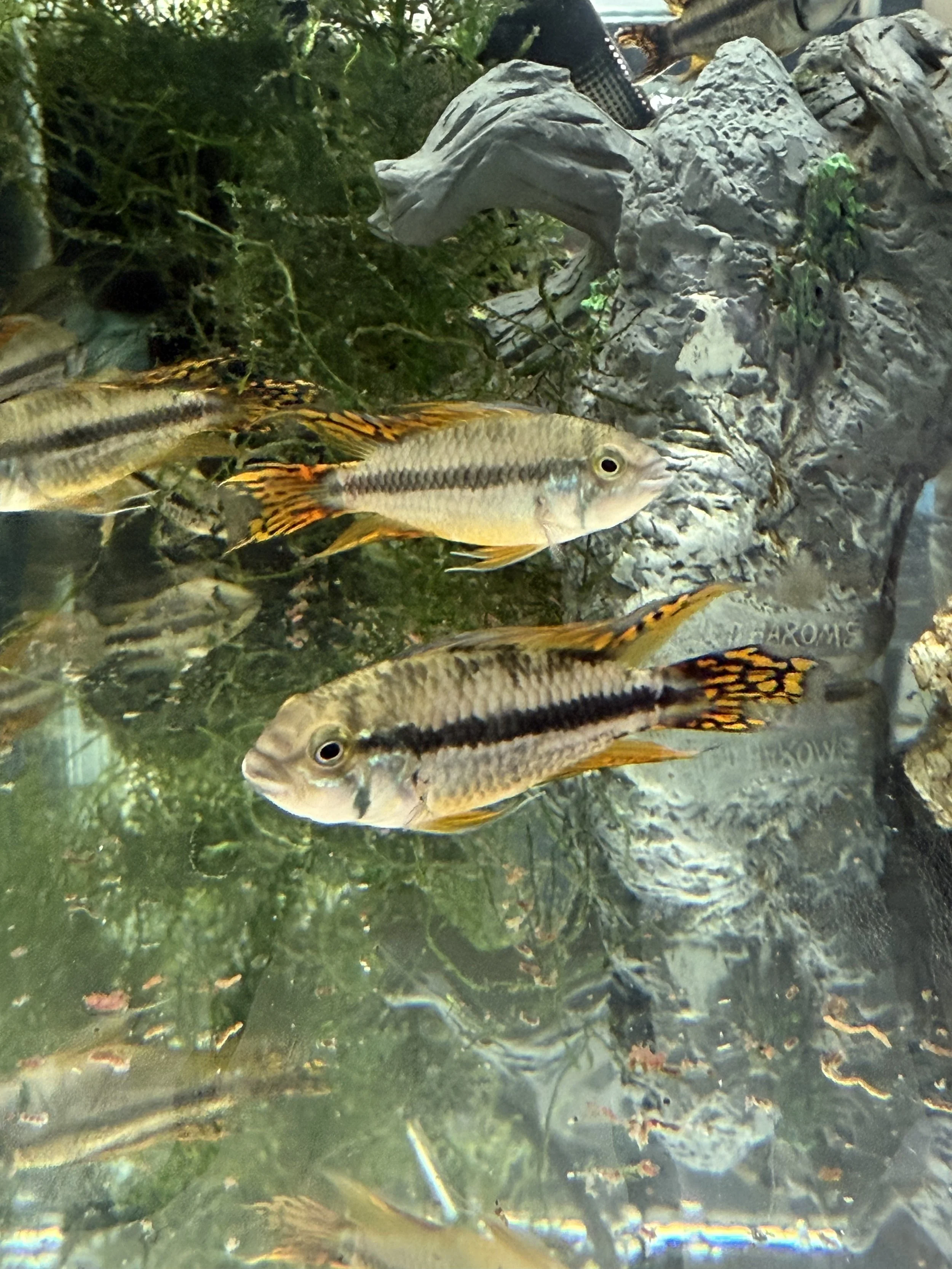 Double Red Flame Apisto