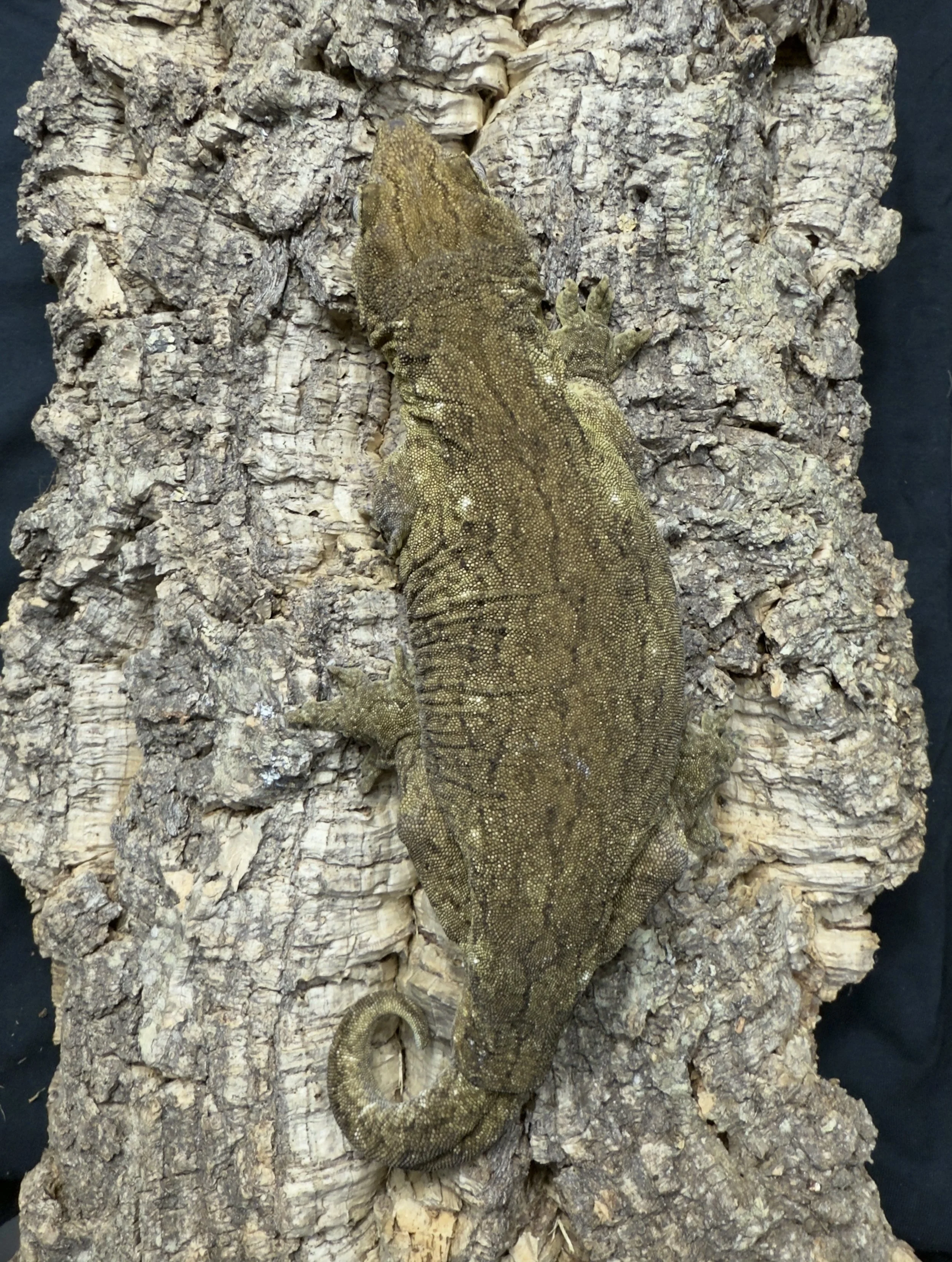 Fall Leachie Gecko.jpg