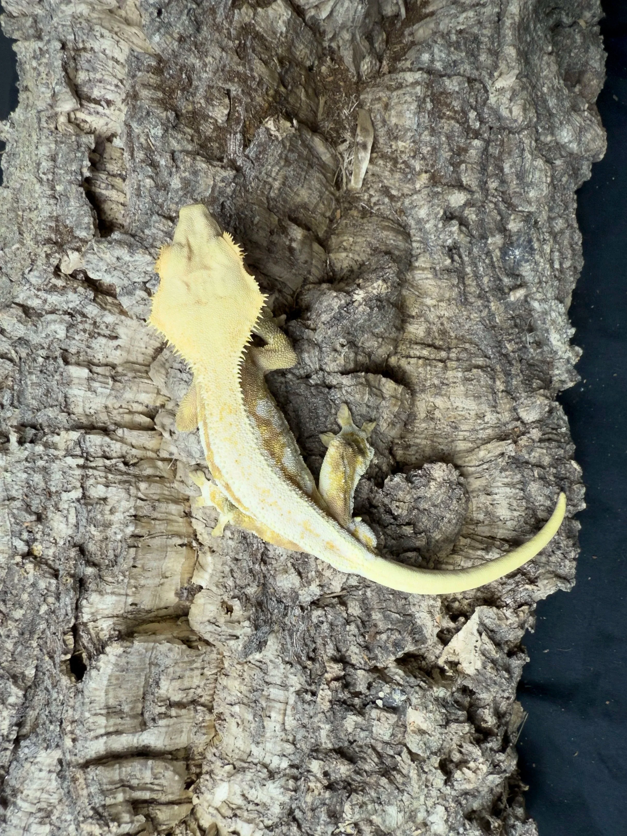 Lemon-Squeeze+Crested+Gecko.jpg