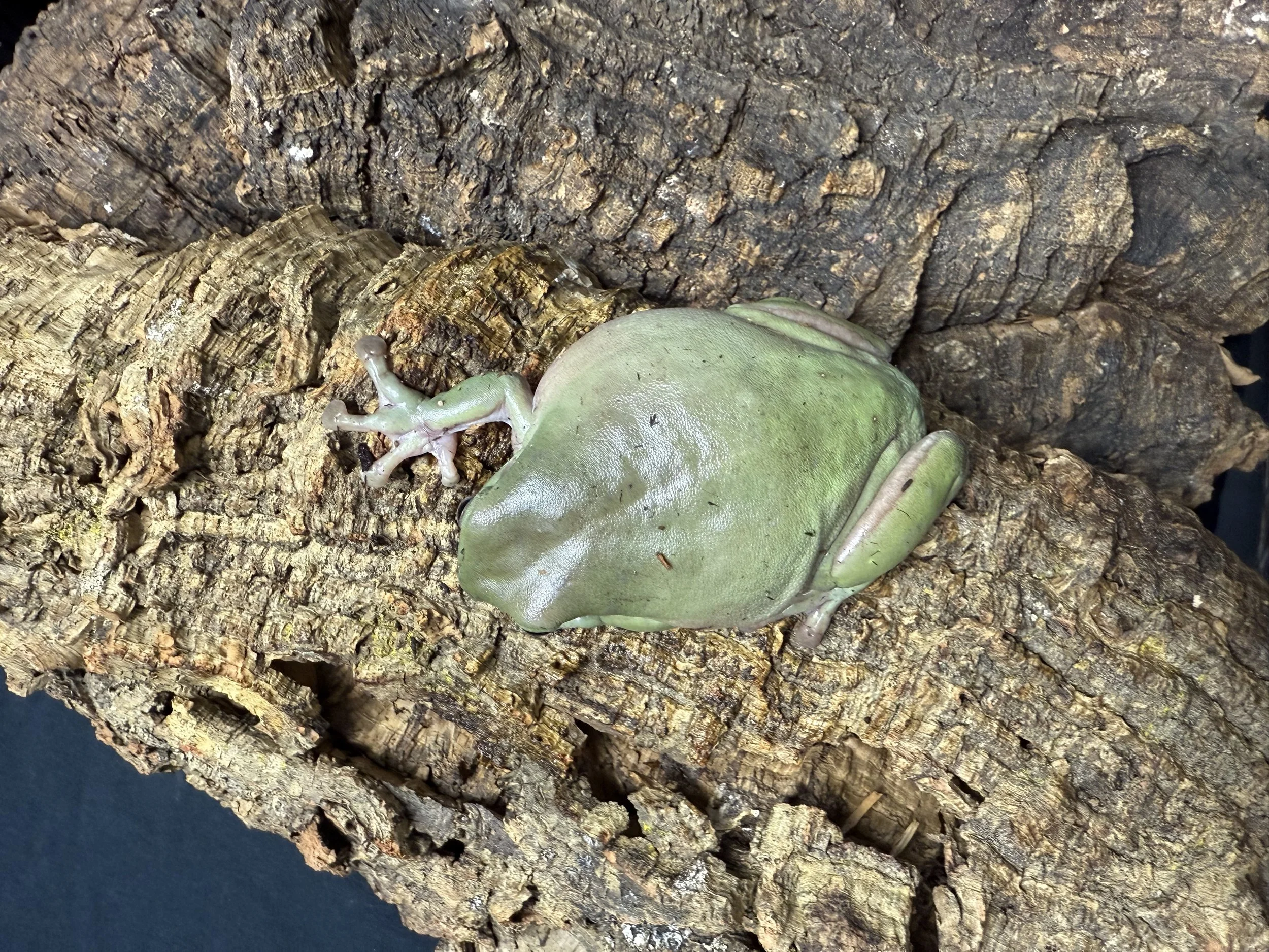 Veggie Dumpling 2.jpg