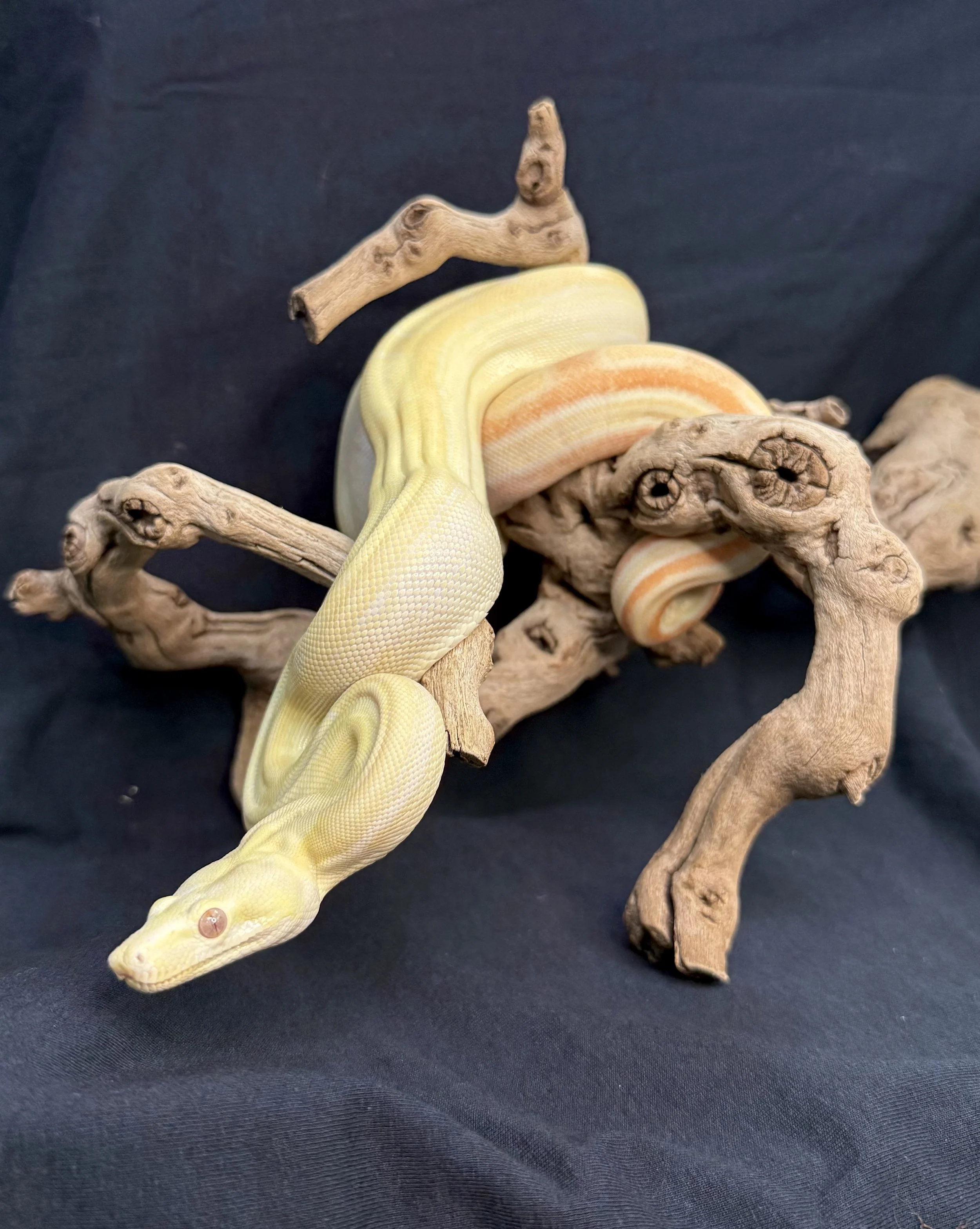 Albino Red Tail Boa 2.jpg