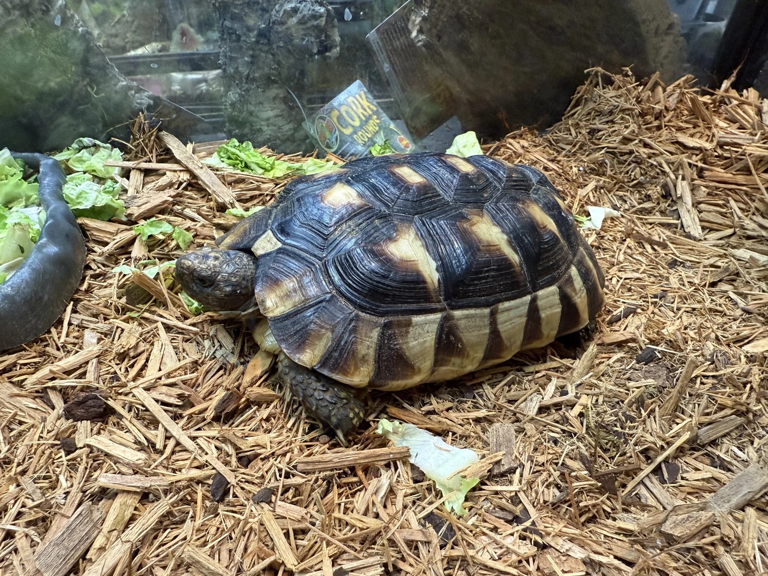 Marginated Tortoise