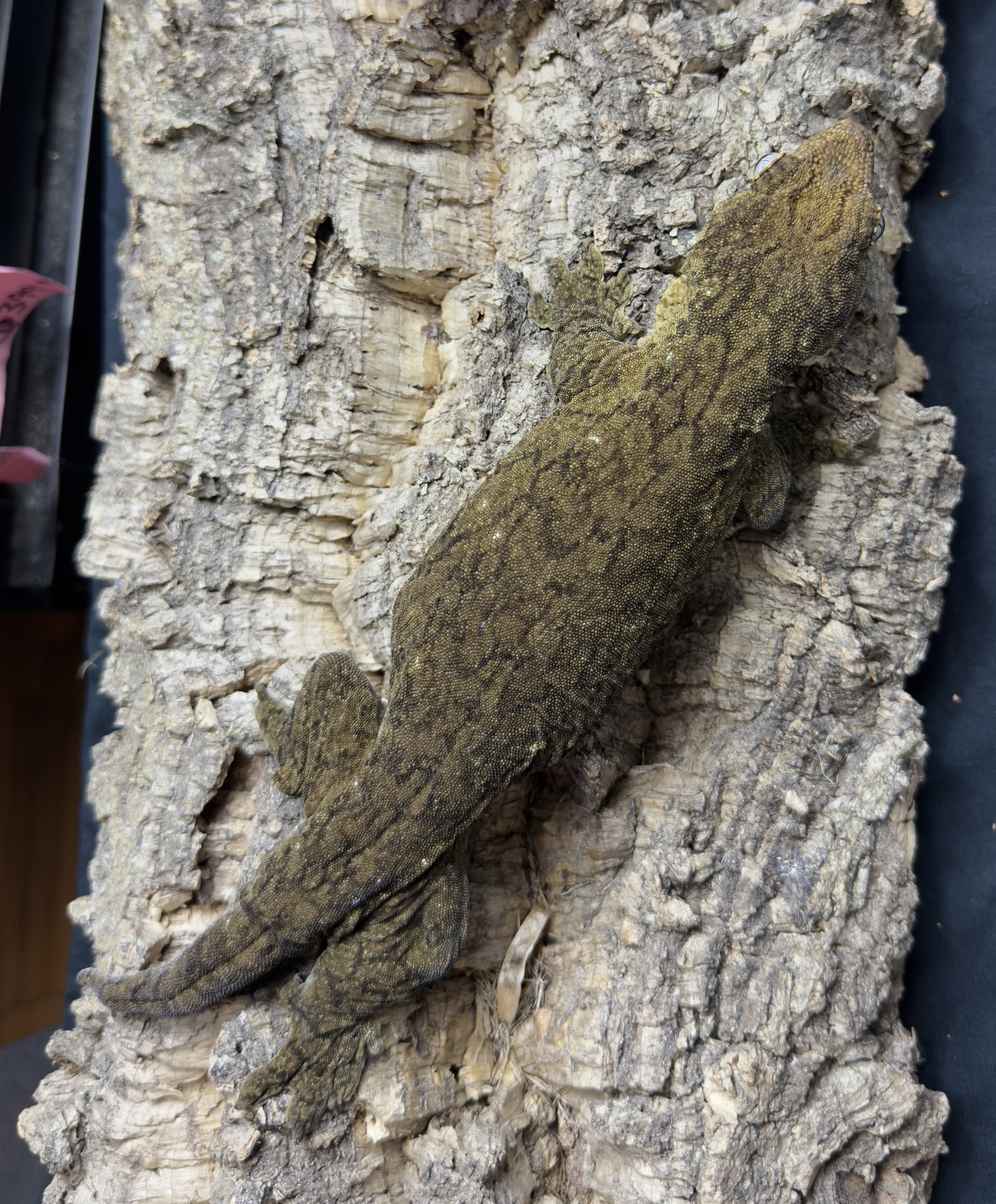 Linda Leachie Gecko.jpg