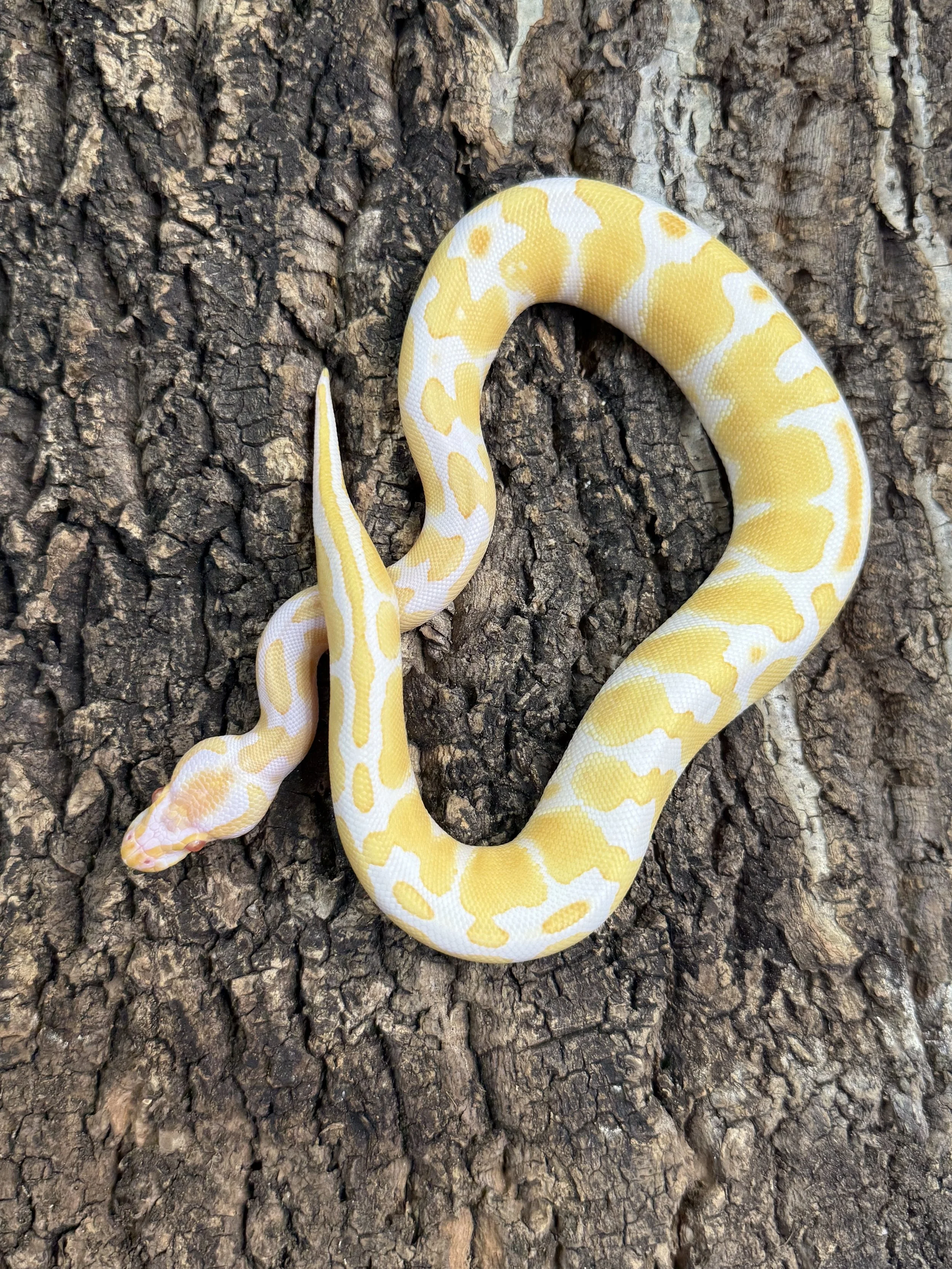 Albino Ball Python.jpg