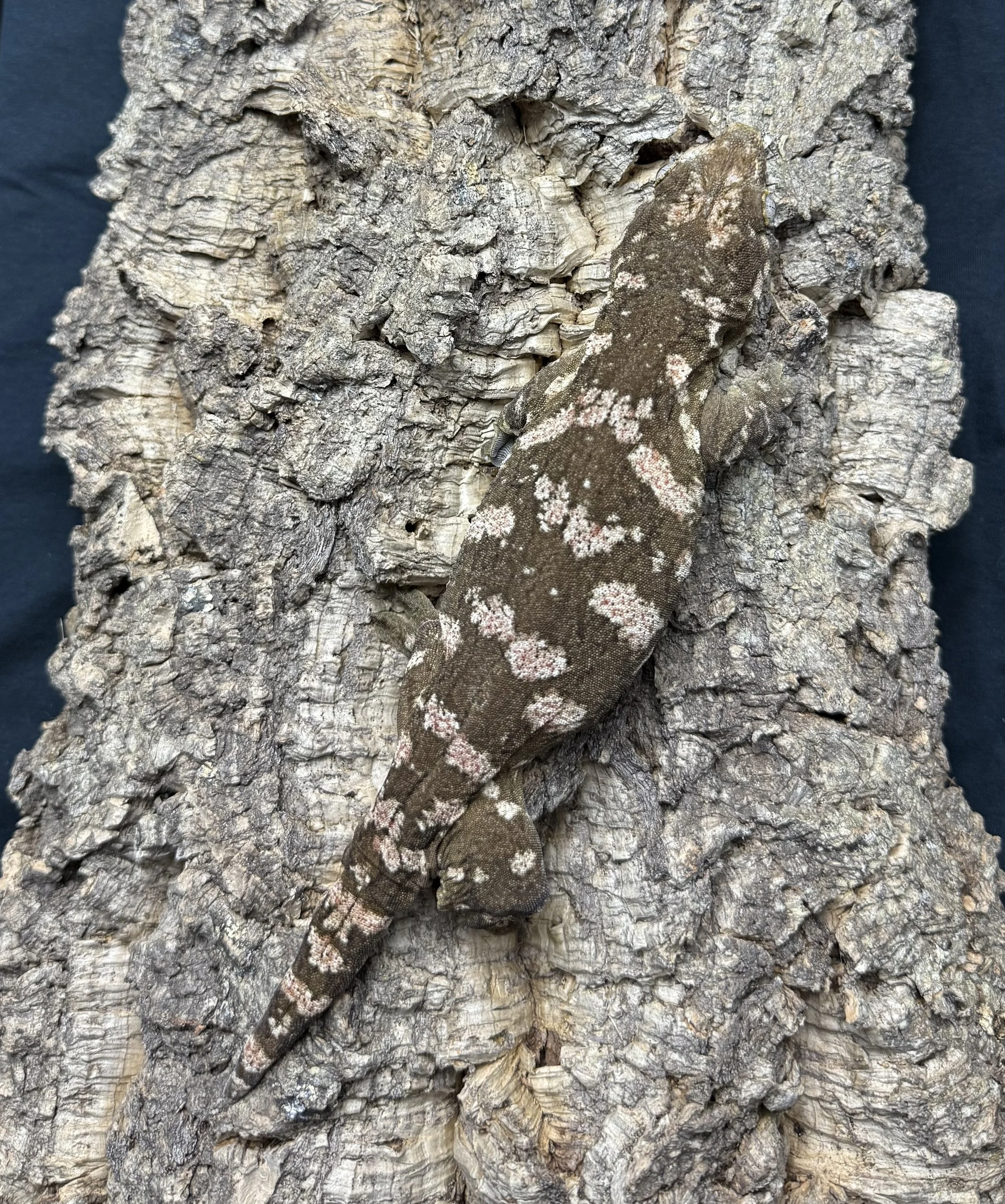 Hotdog leachie gecko.jpg