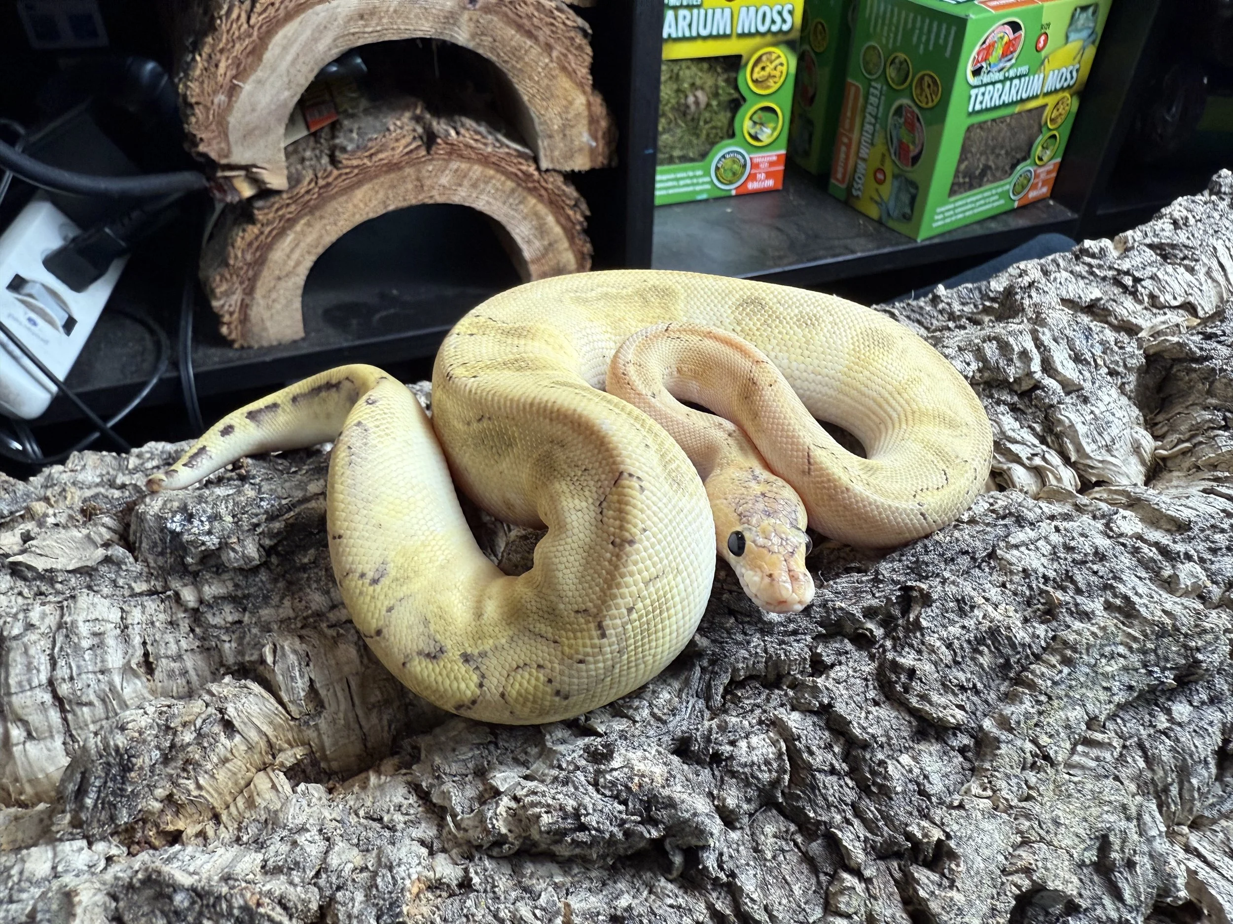 Tiger Ball Python.jpg