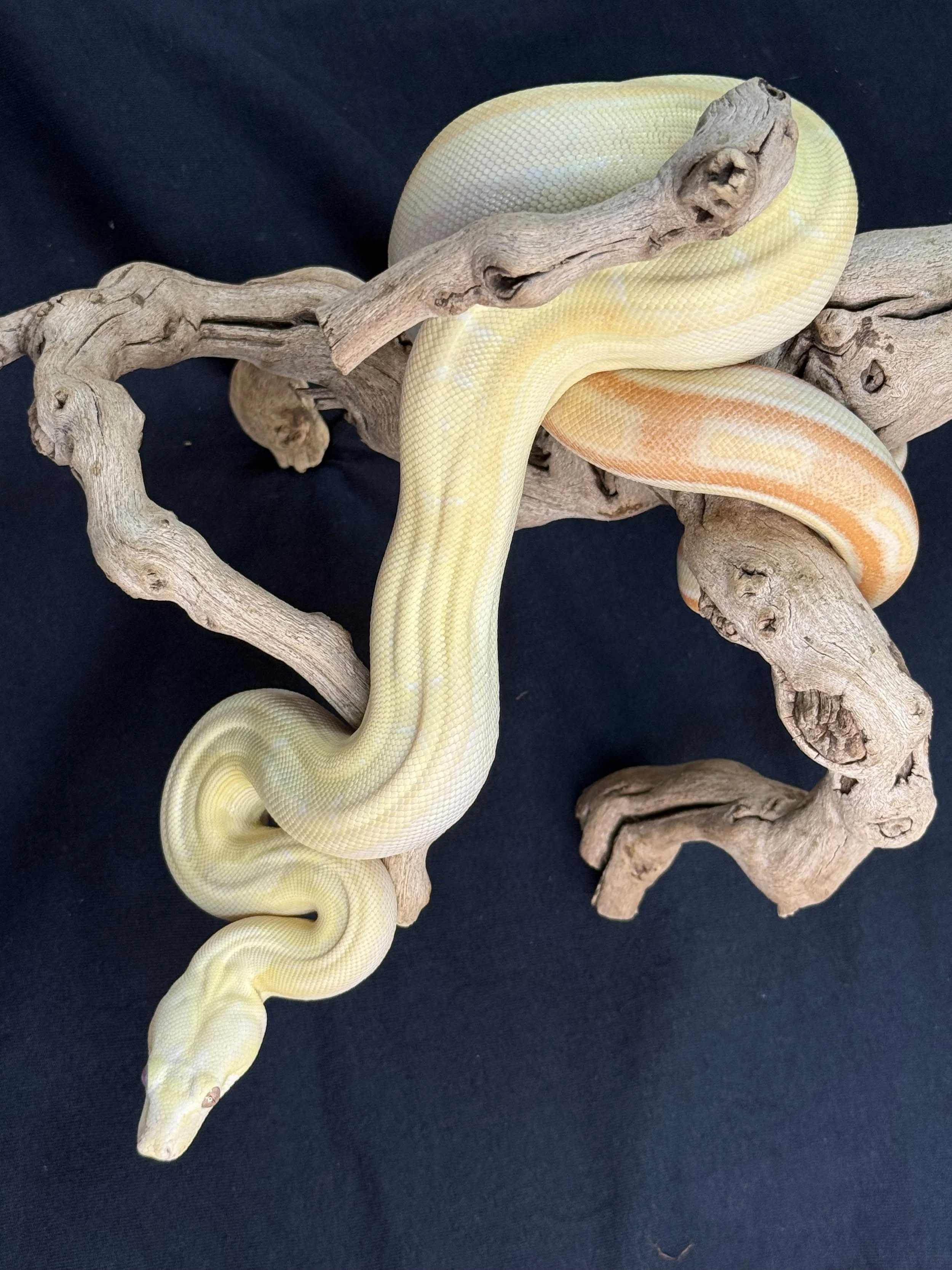 Albino Red Tail Boa.jpg