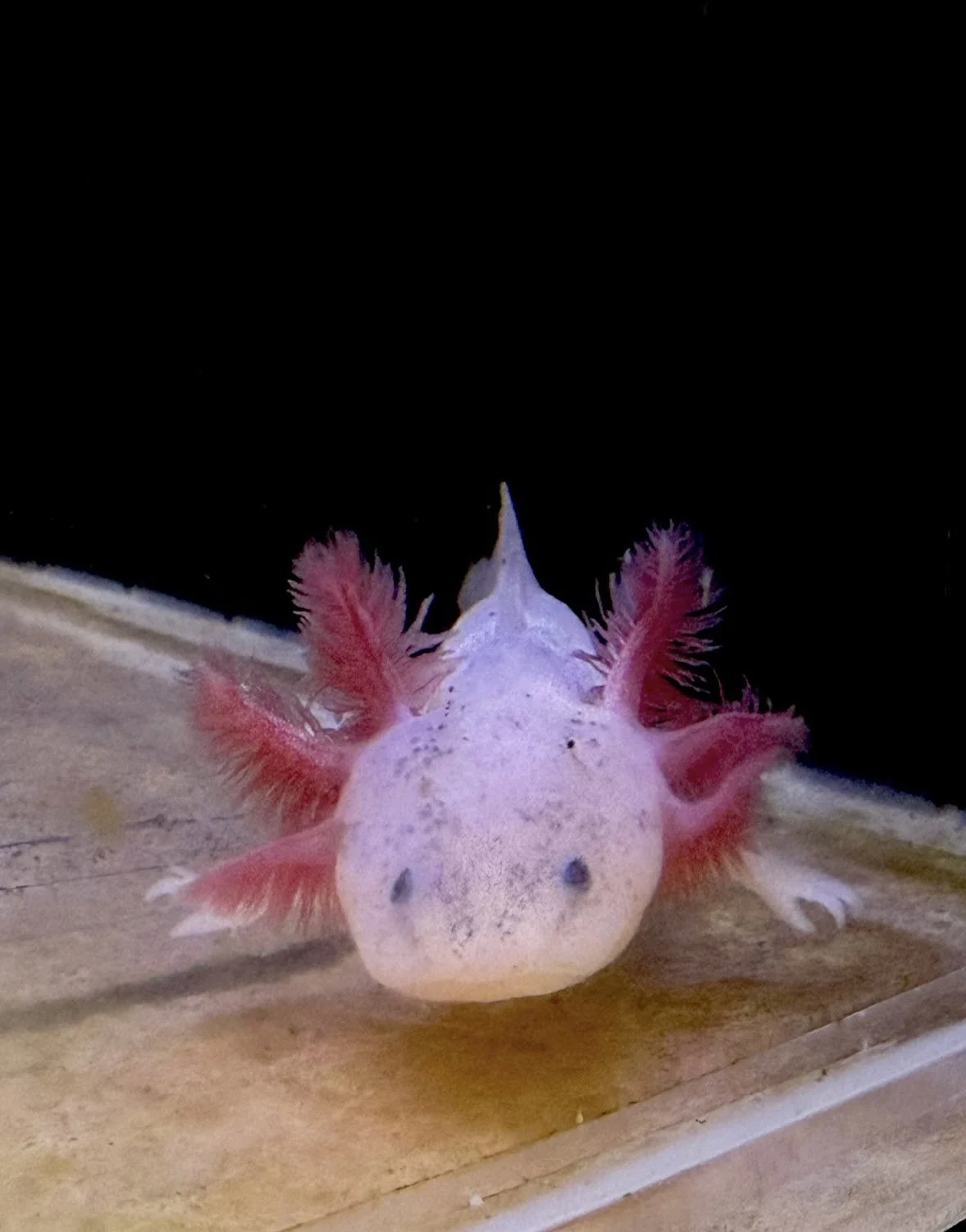A close-up view of a white and pink frog with red feathered frills on its sides, climbing on a wooden surface against a black background.
