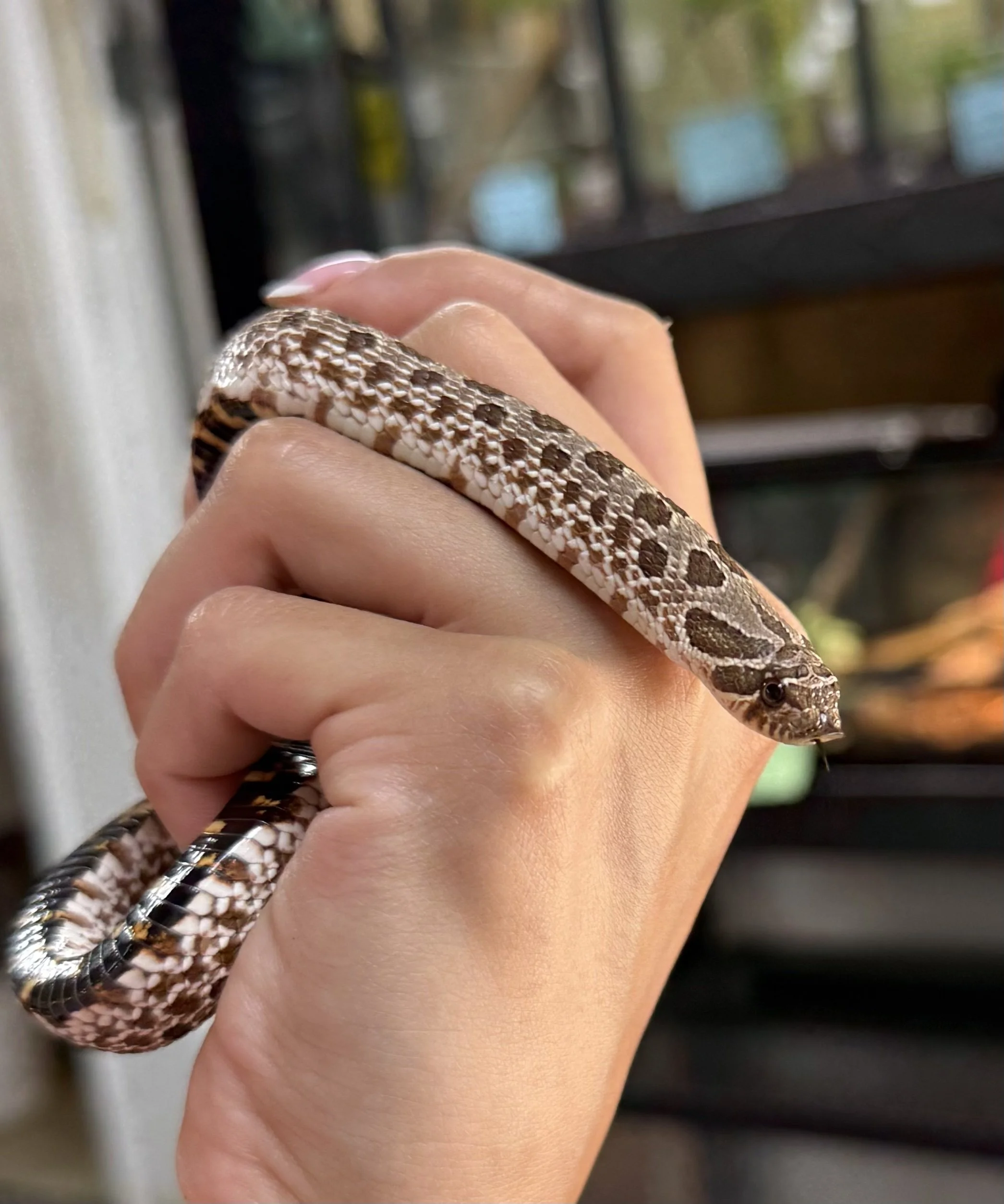 Western Hognose 2.jpg