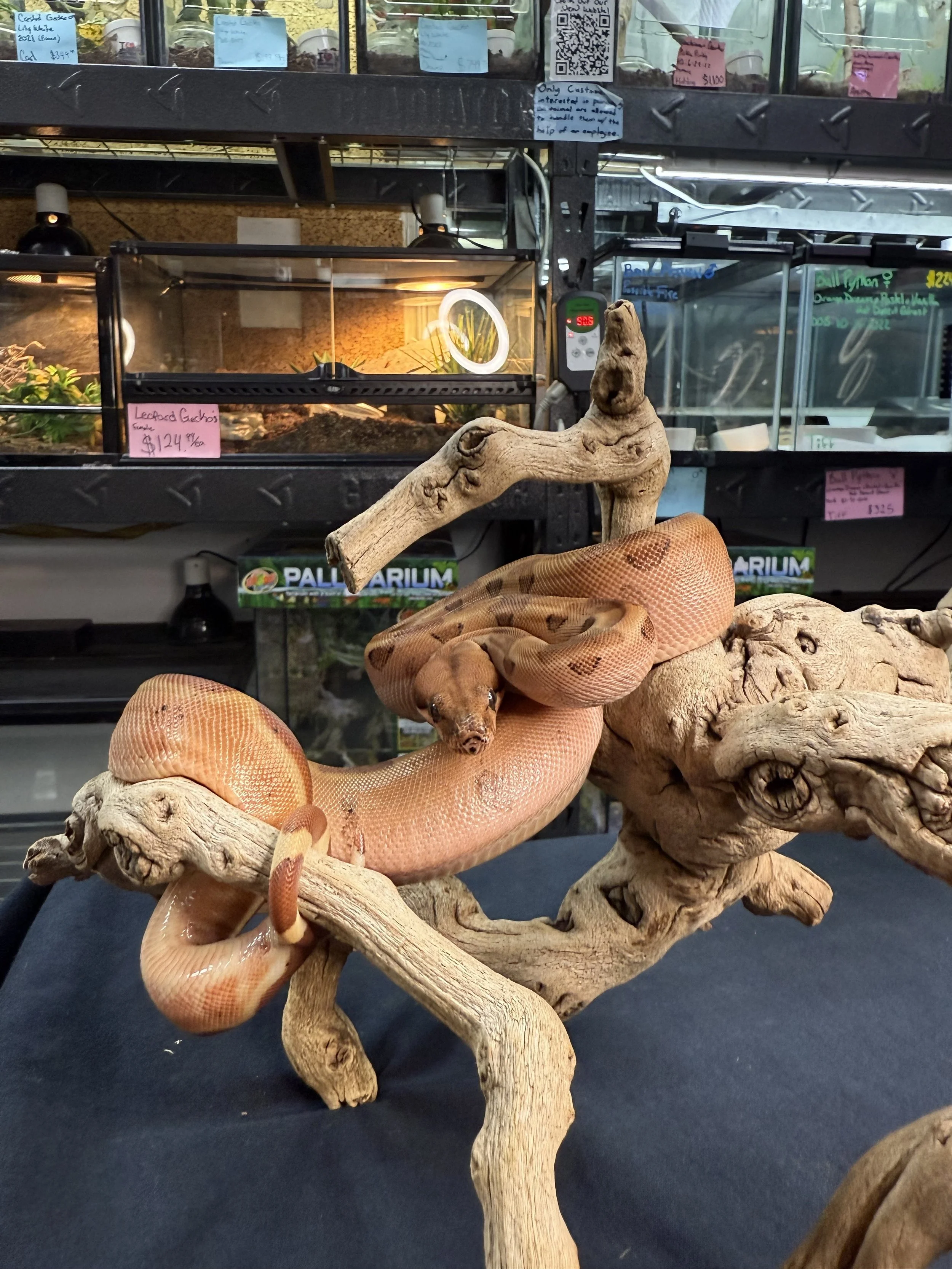 Red Tail Boa 1.jpg