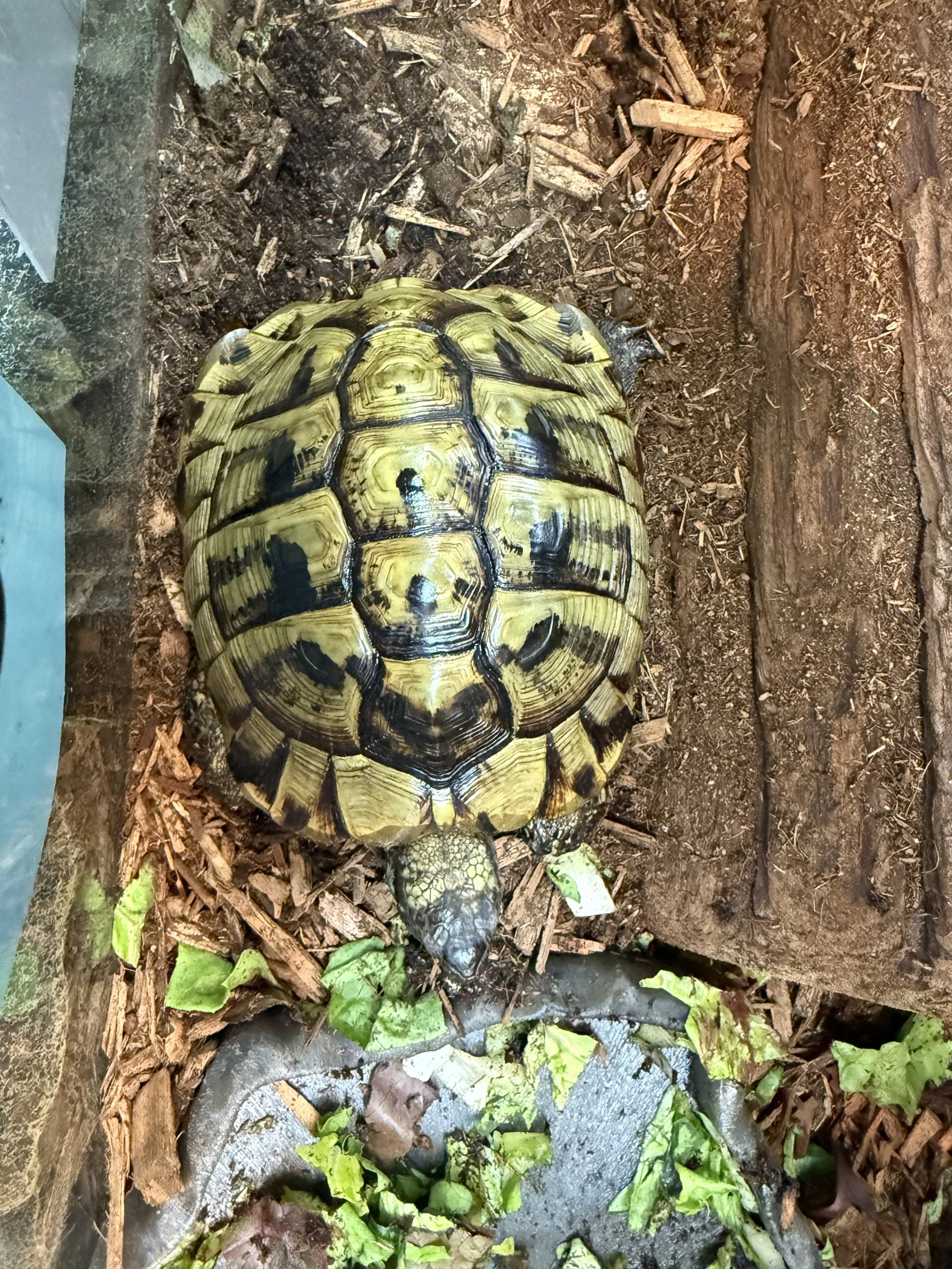 Male hermanns tortoise 1.jpg