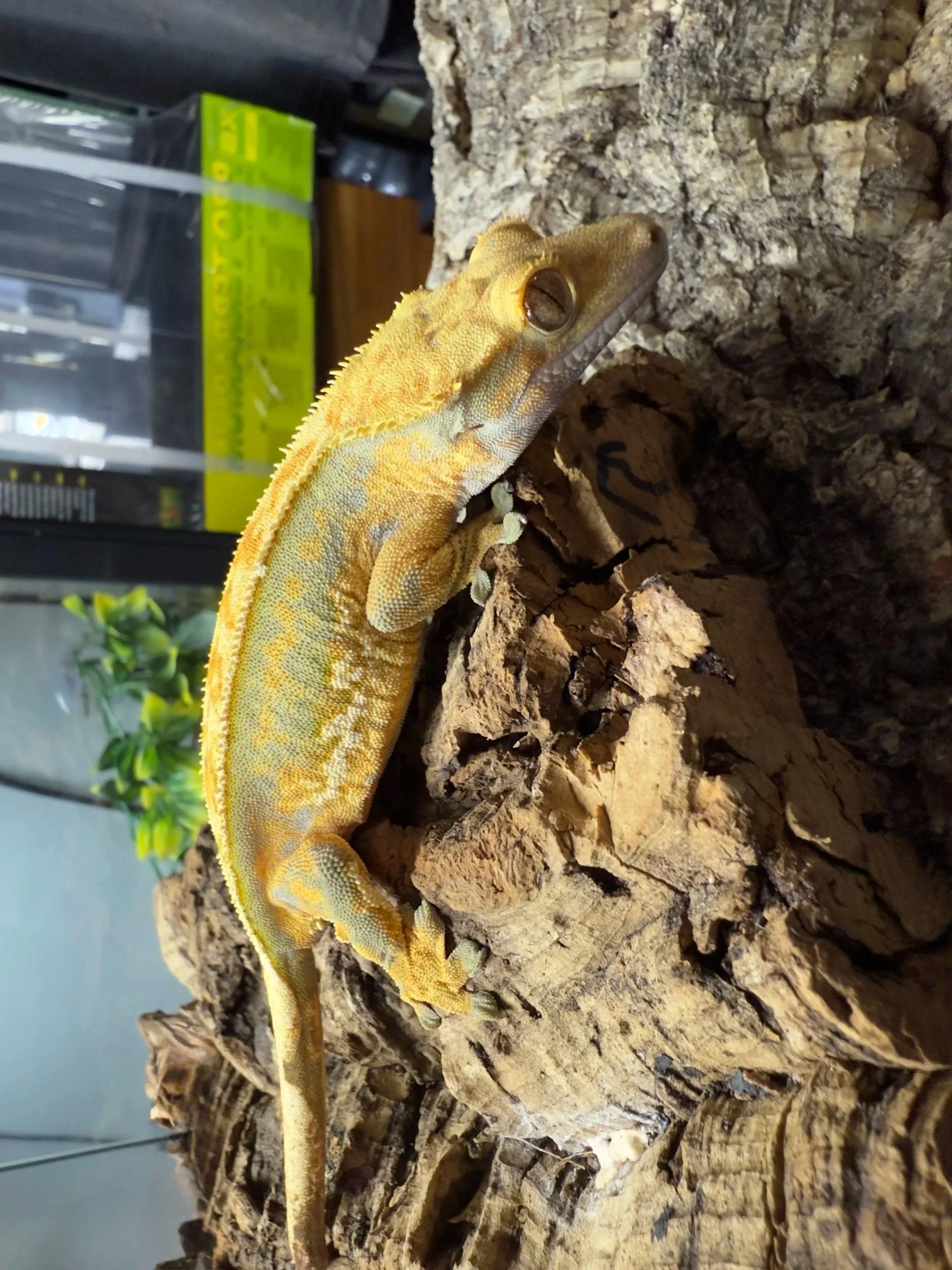 Olive+Crested+Gecko+2.jpg