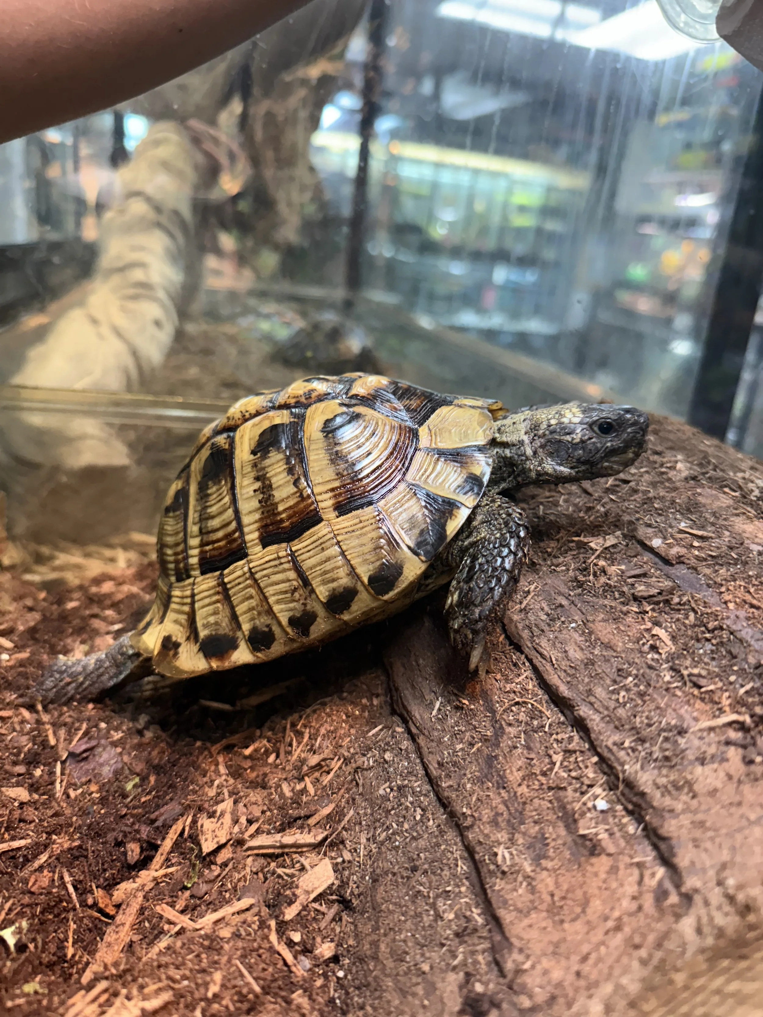 Male hermanns tortoise 2.jpg