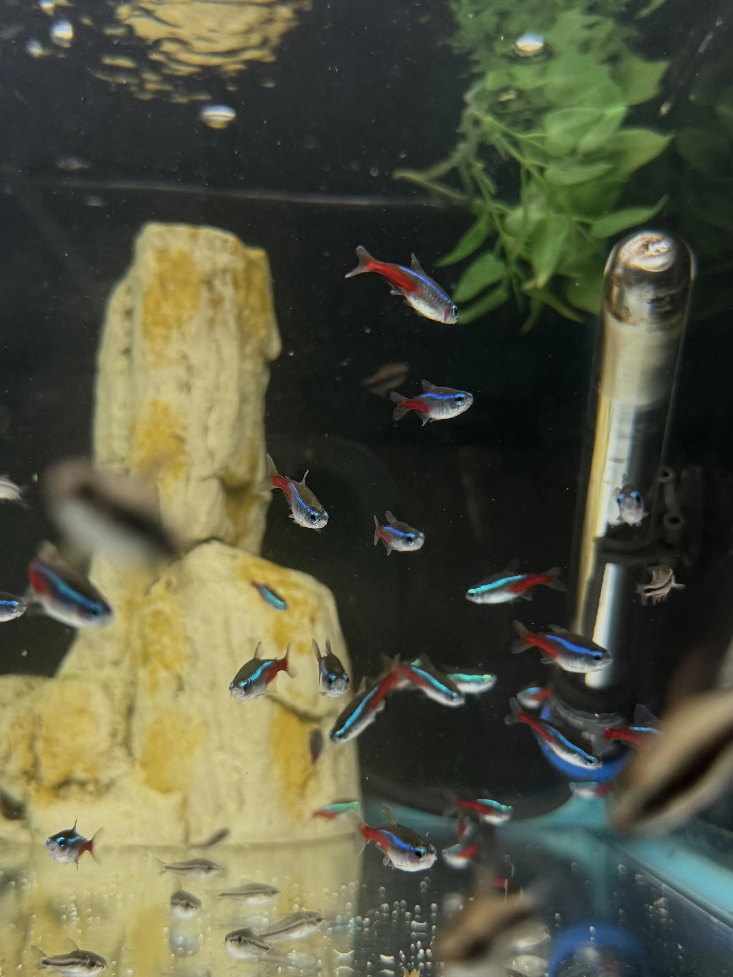 Neon Tetra