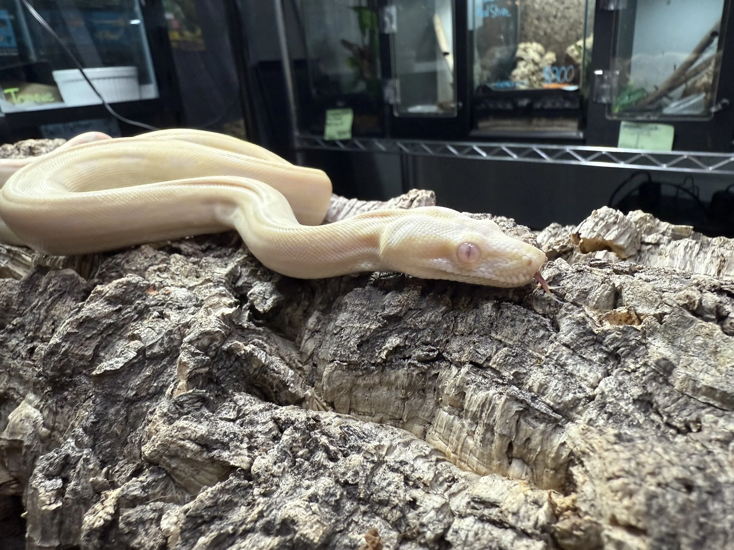 Cory Red Tail Boa 1.jpg