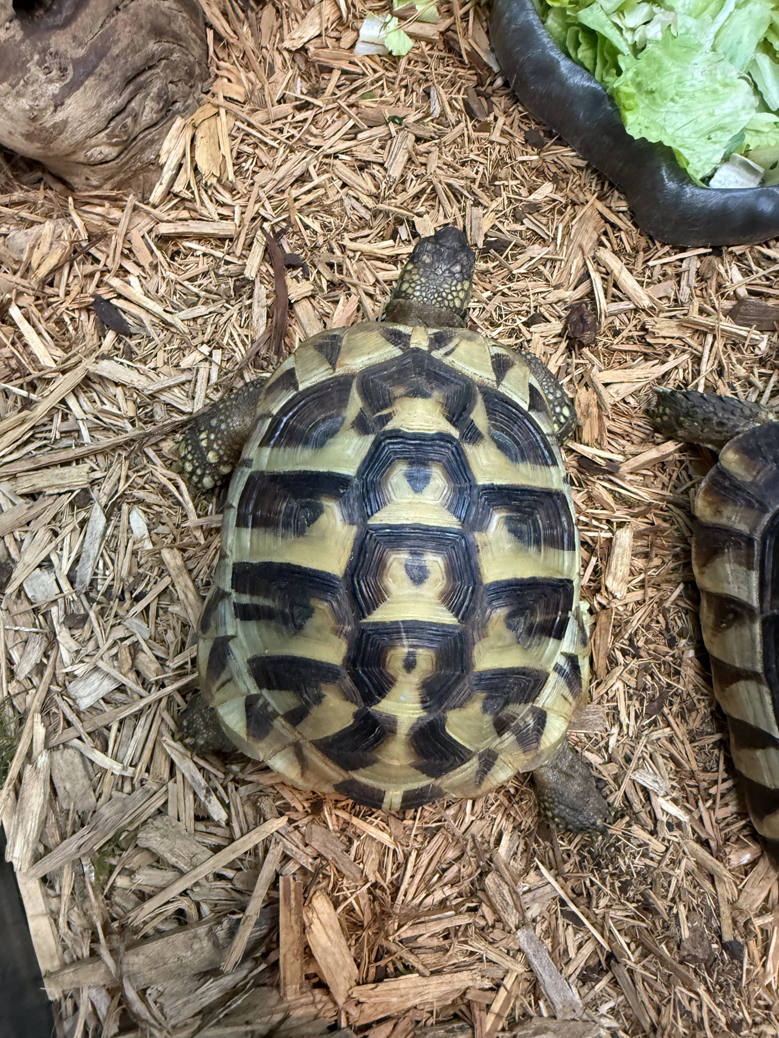 Herman's Tortoise