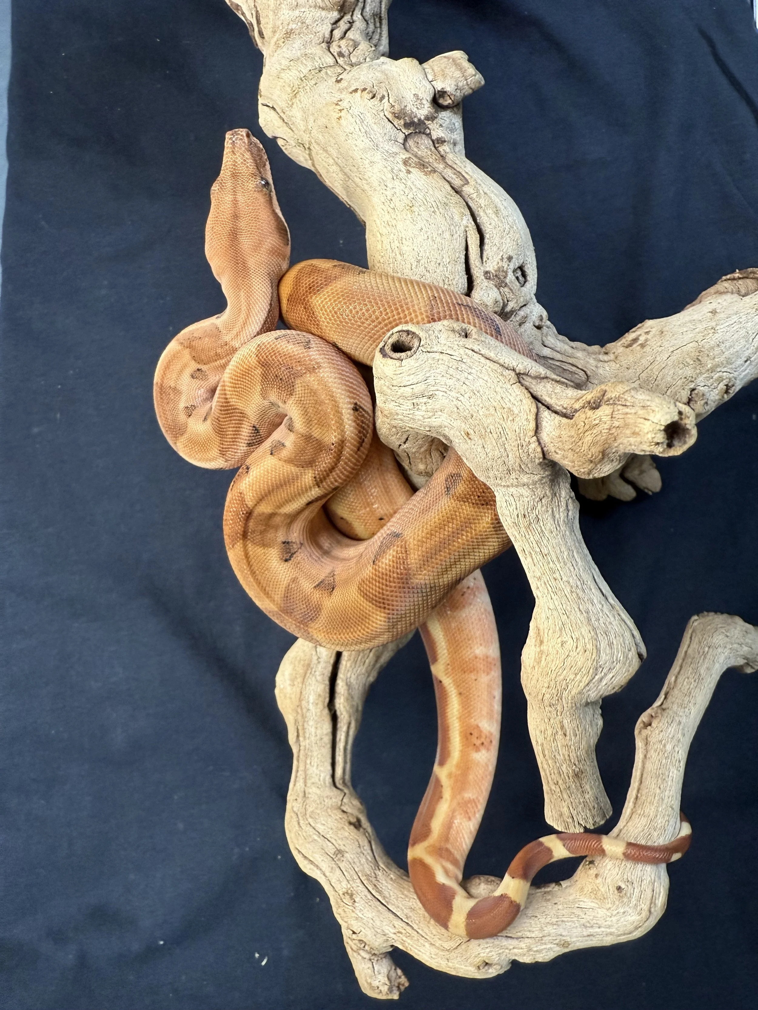 Red Tail Boa 2.jpg