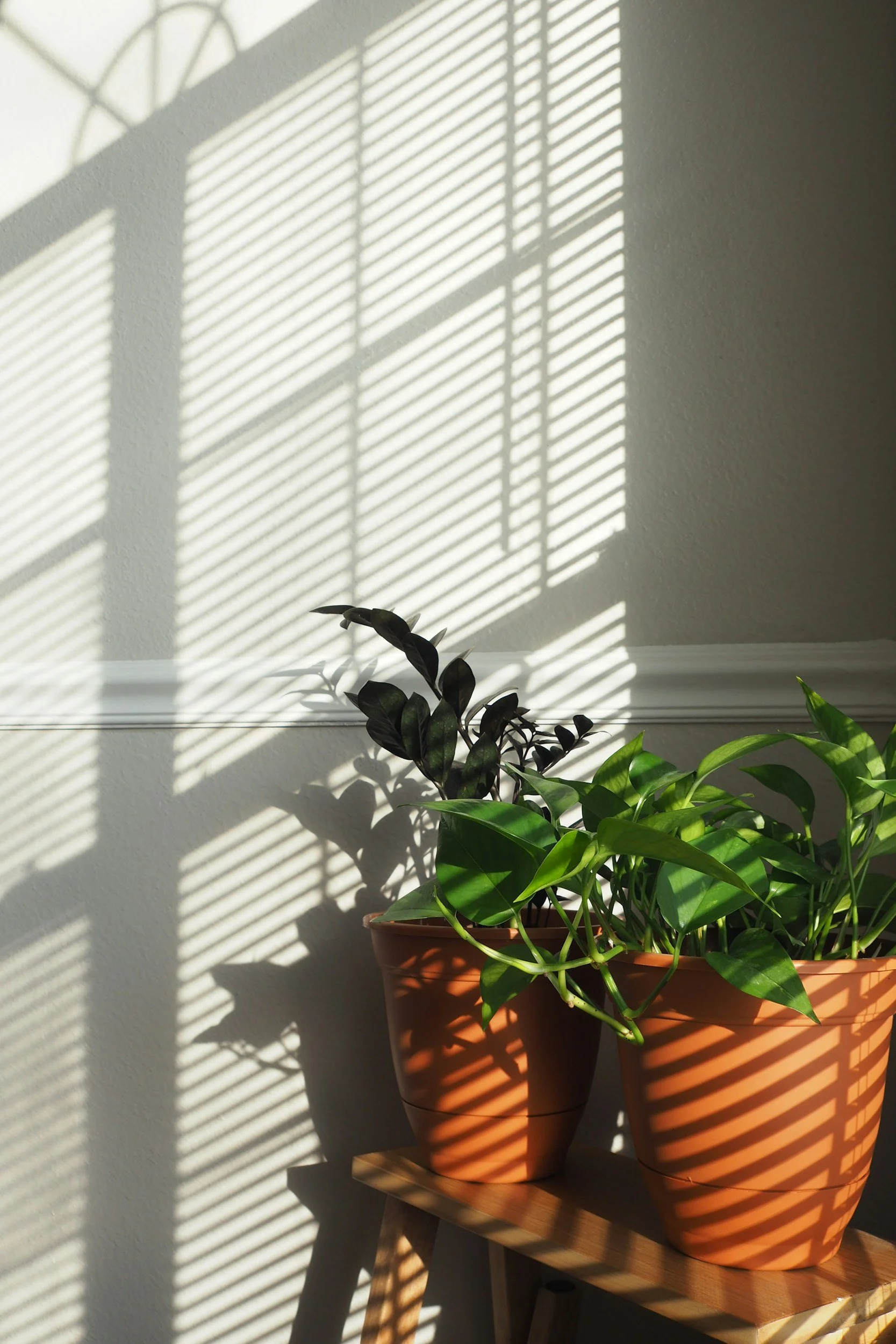 Two potted houseplants on a wooden shelf with sunlight and window blinds casting striped shadows on the wall behind them.