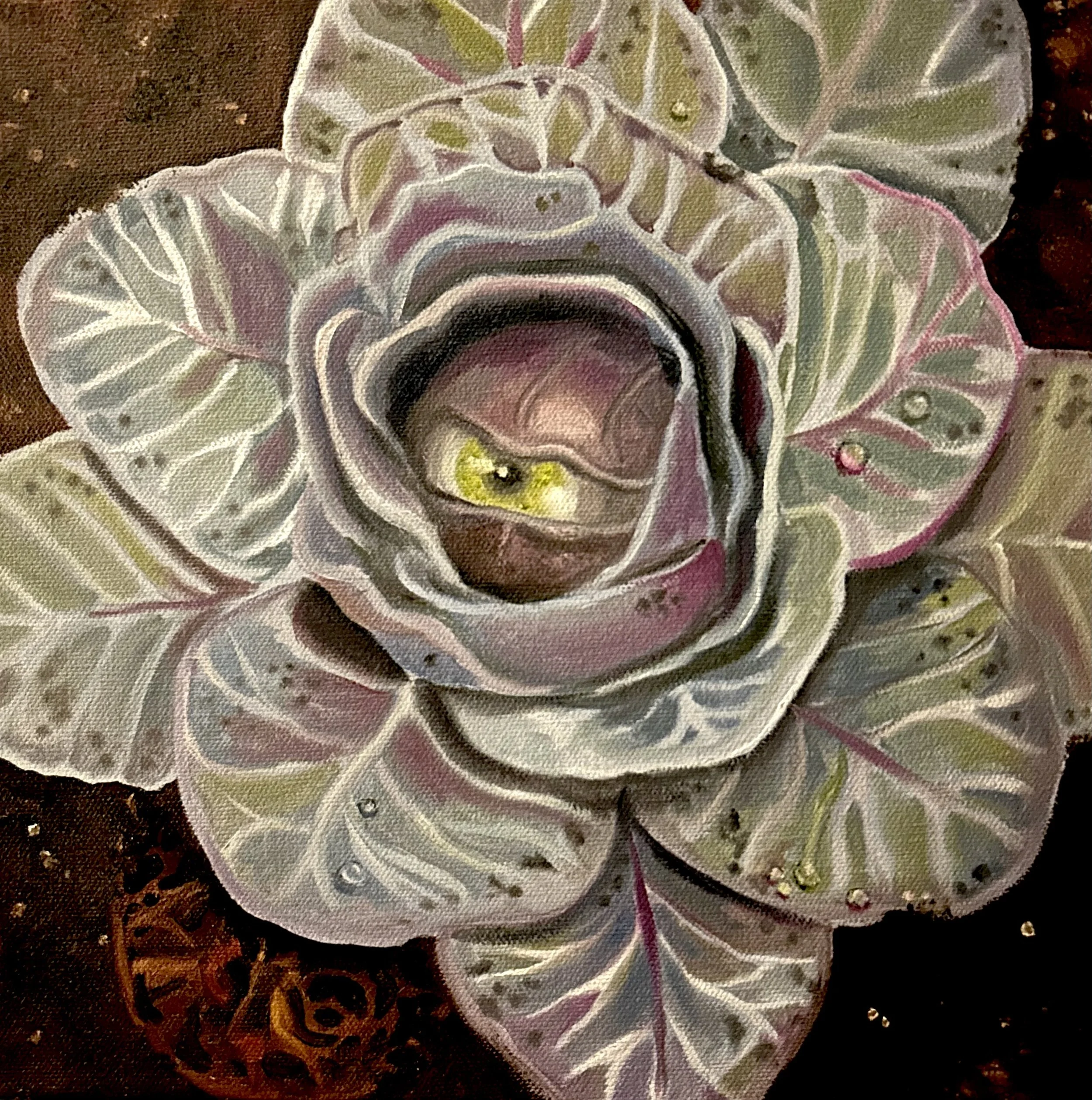 Cabbage
